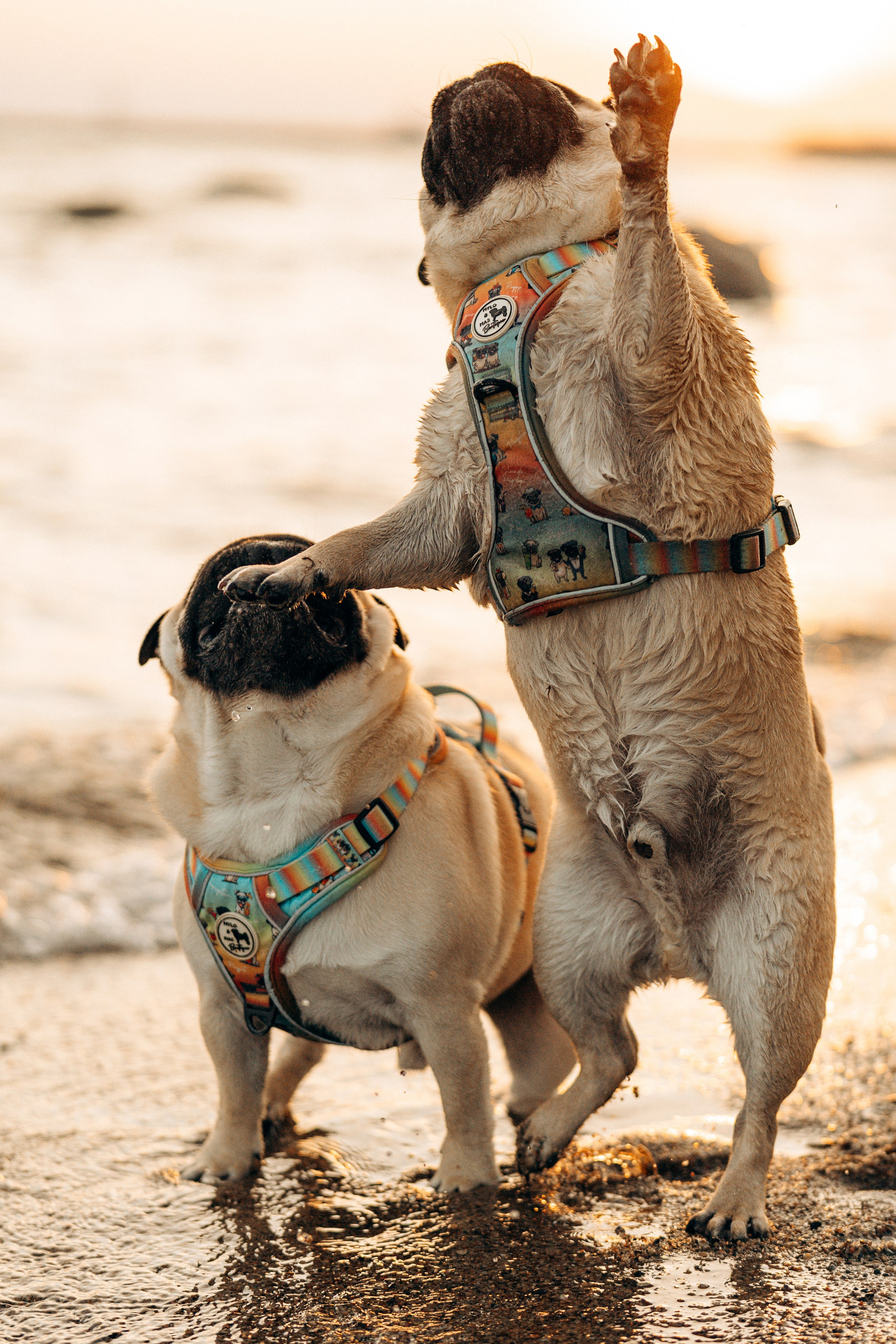 Frank, Tony, Katerina & Lev. Kat Laisaar — Pet photographer in Tallinn