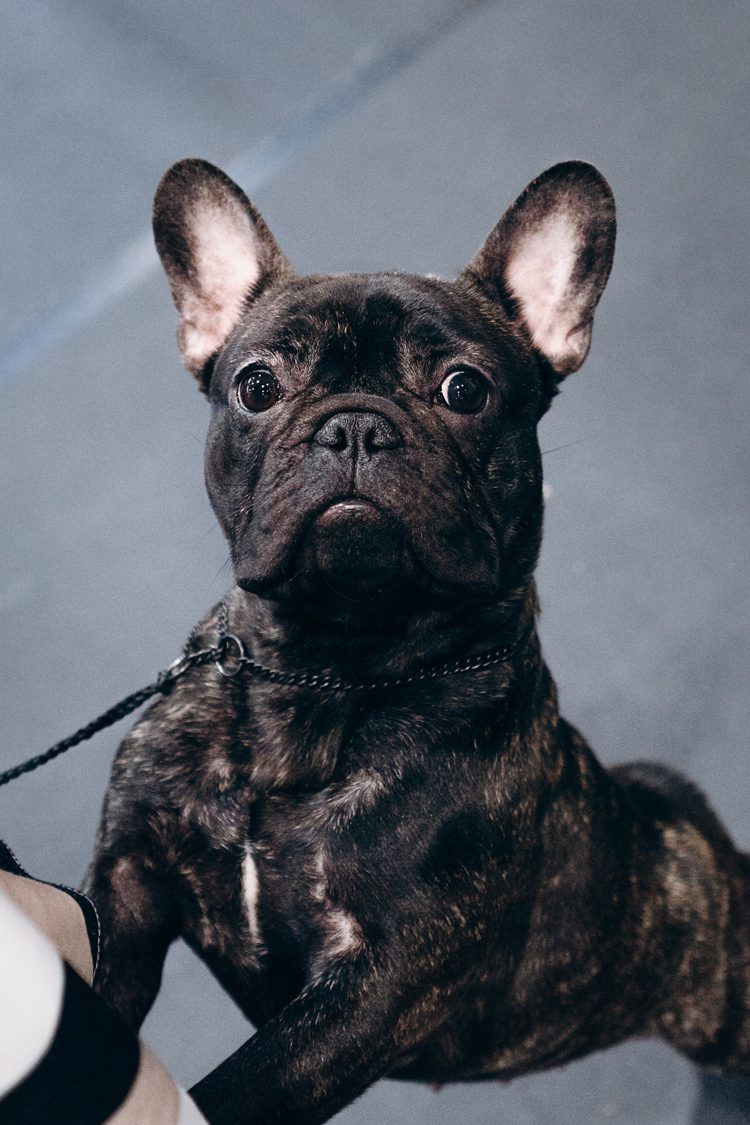 Pärnu dog weekend photo report. Kat Laisaar — Pet photographer in Tallinn