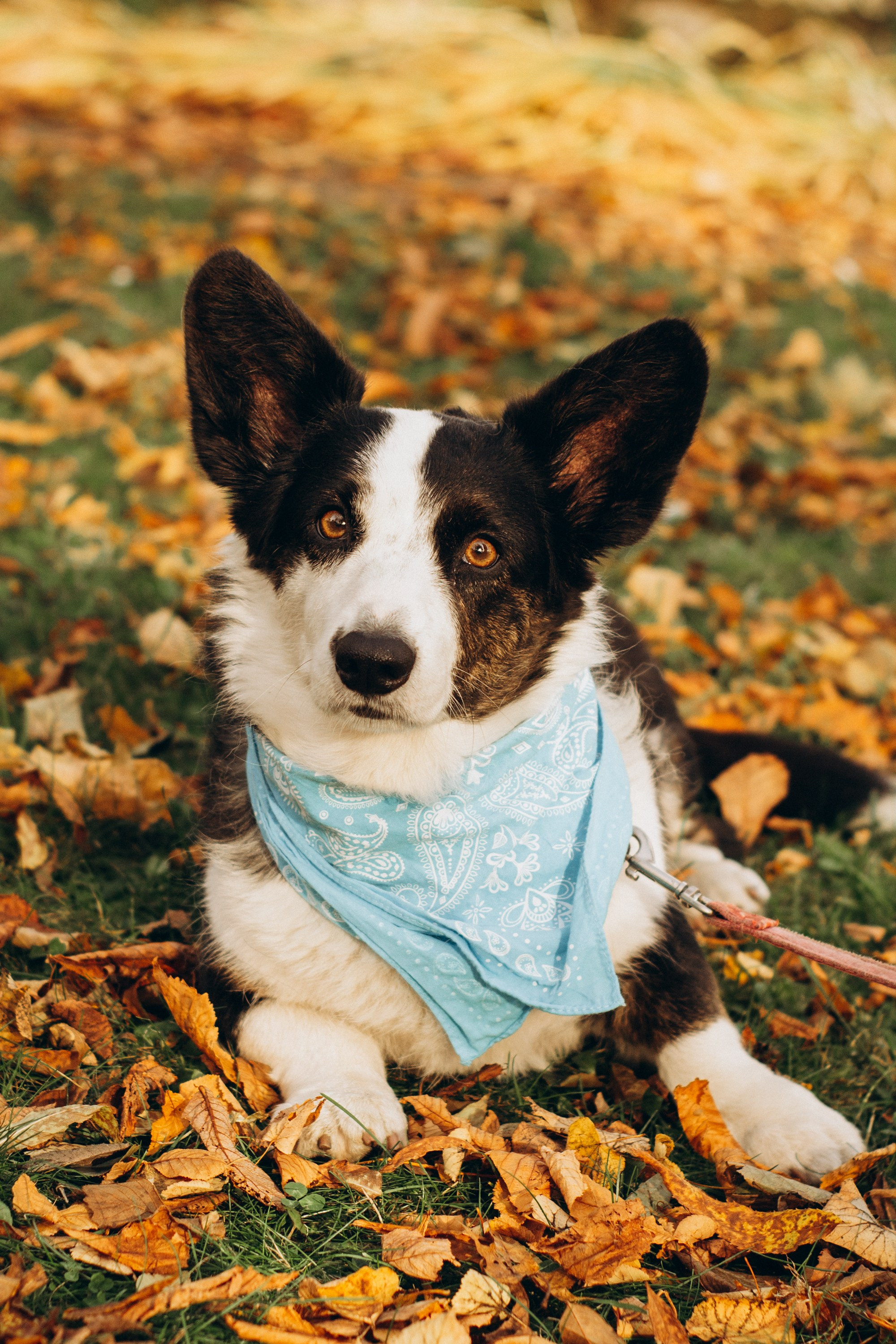 Corgi party, october. Kat Laisaar — Pet photographer in Tallinn