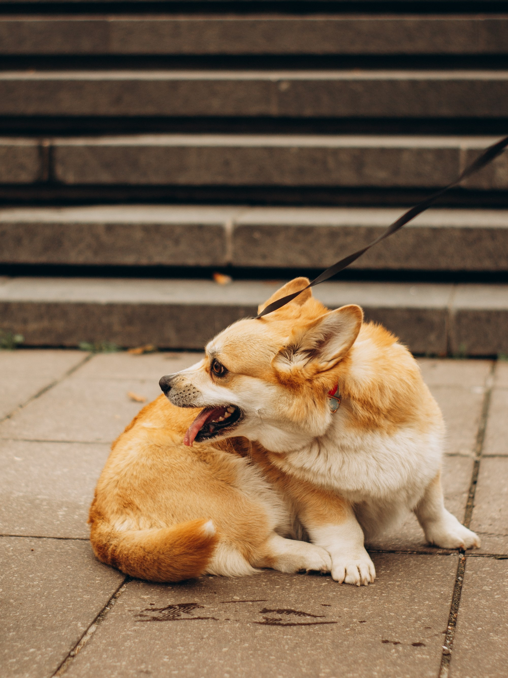 Corgi party, september. Kat Laisaar — Pet photographer in Tallinn