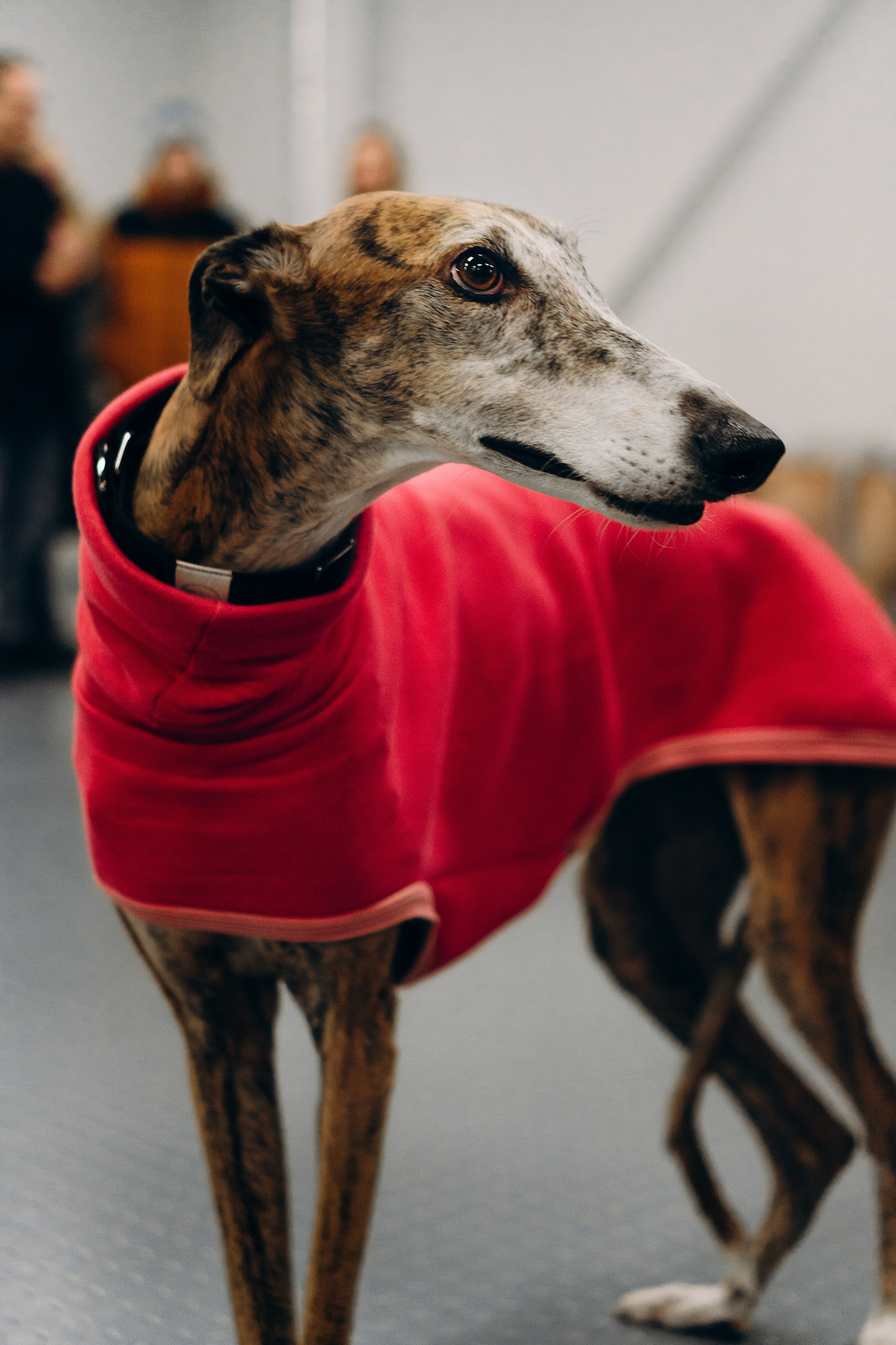 Galgotreff, 9 feb. 2025. Kat Laisaar — Pet photographer in Tallinn