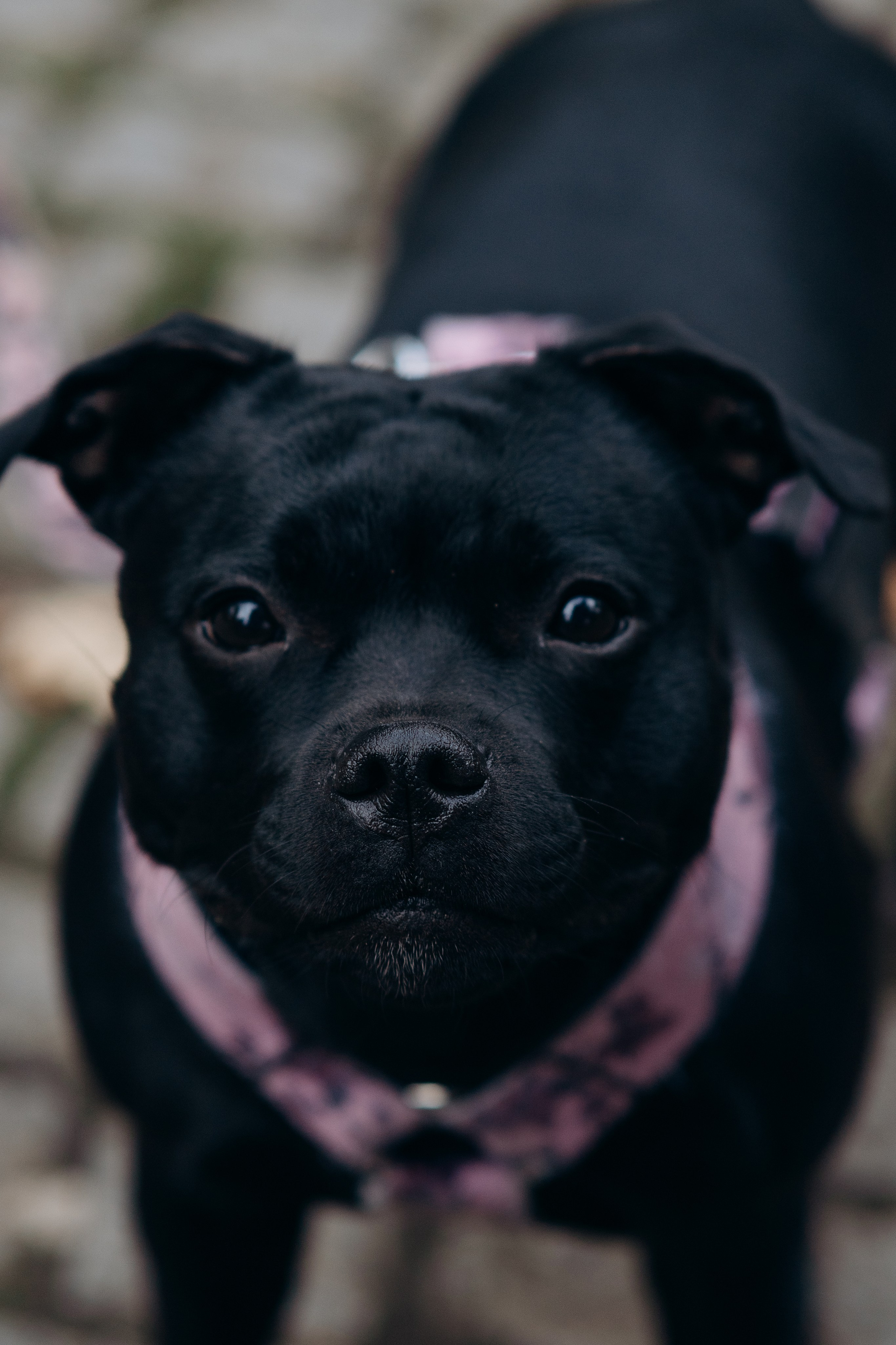 Staffordshire Bull Terriers Meetup. Kat Laisaar — Pet photographer in Tallinn