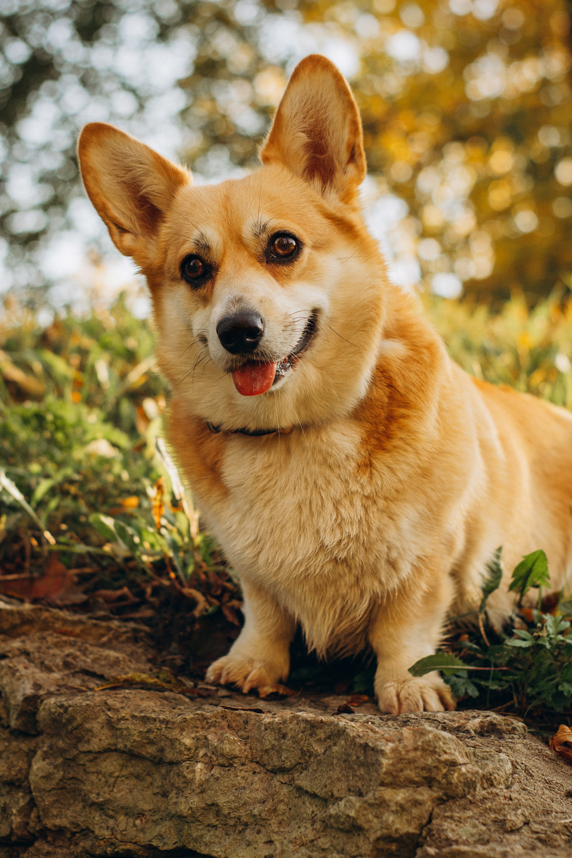 Irina and her Teffy, Pembroke Welsh Corgi. Kat Laisaar — Pet photographer in Tallinn