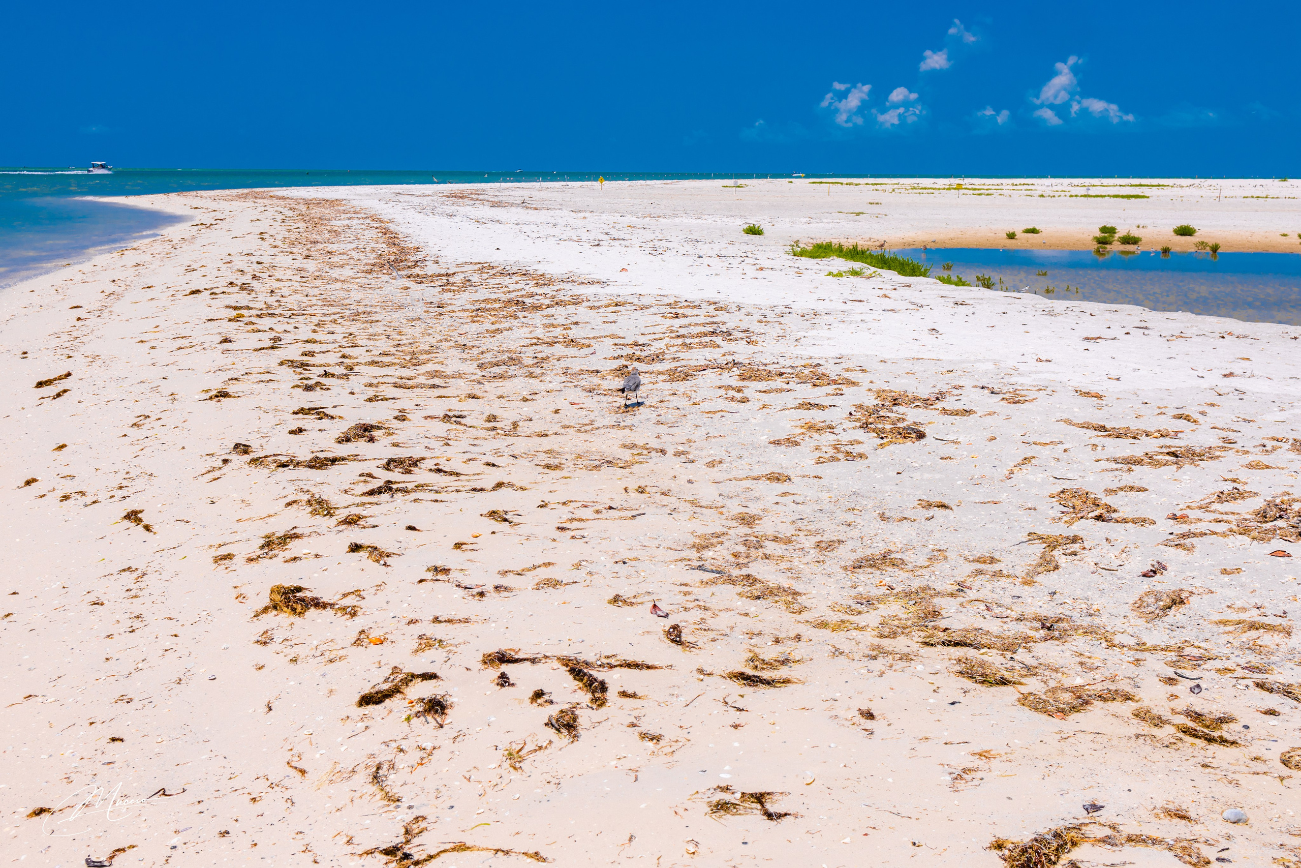 Florida Man — Fort Myers Walkabout. Out and About 239