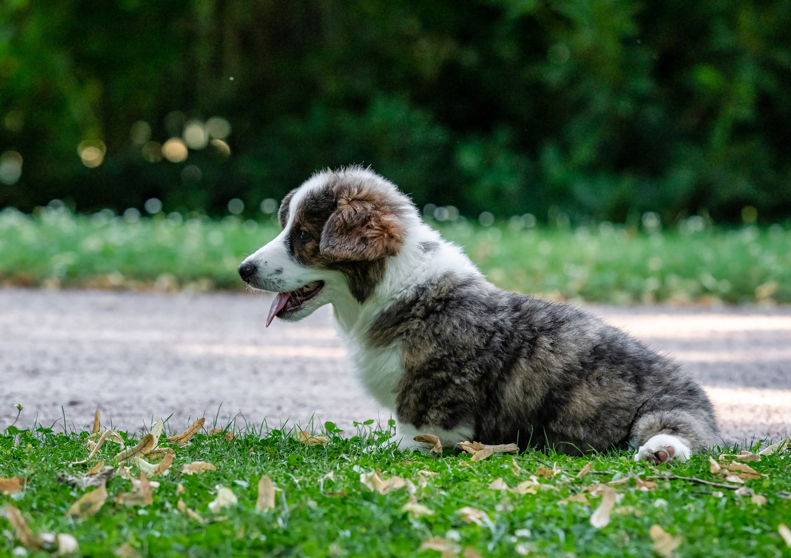 Puppies 03/06/2025. Photographe à Strasbourg | Portraits, Studio, Enfants, Événements