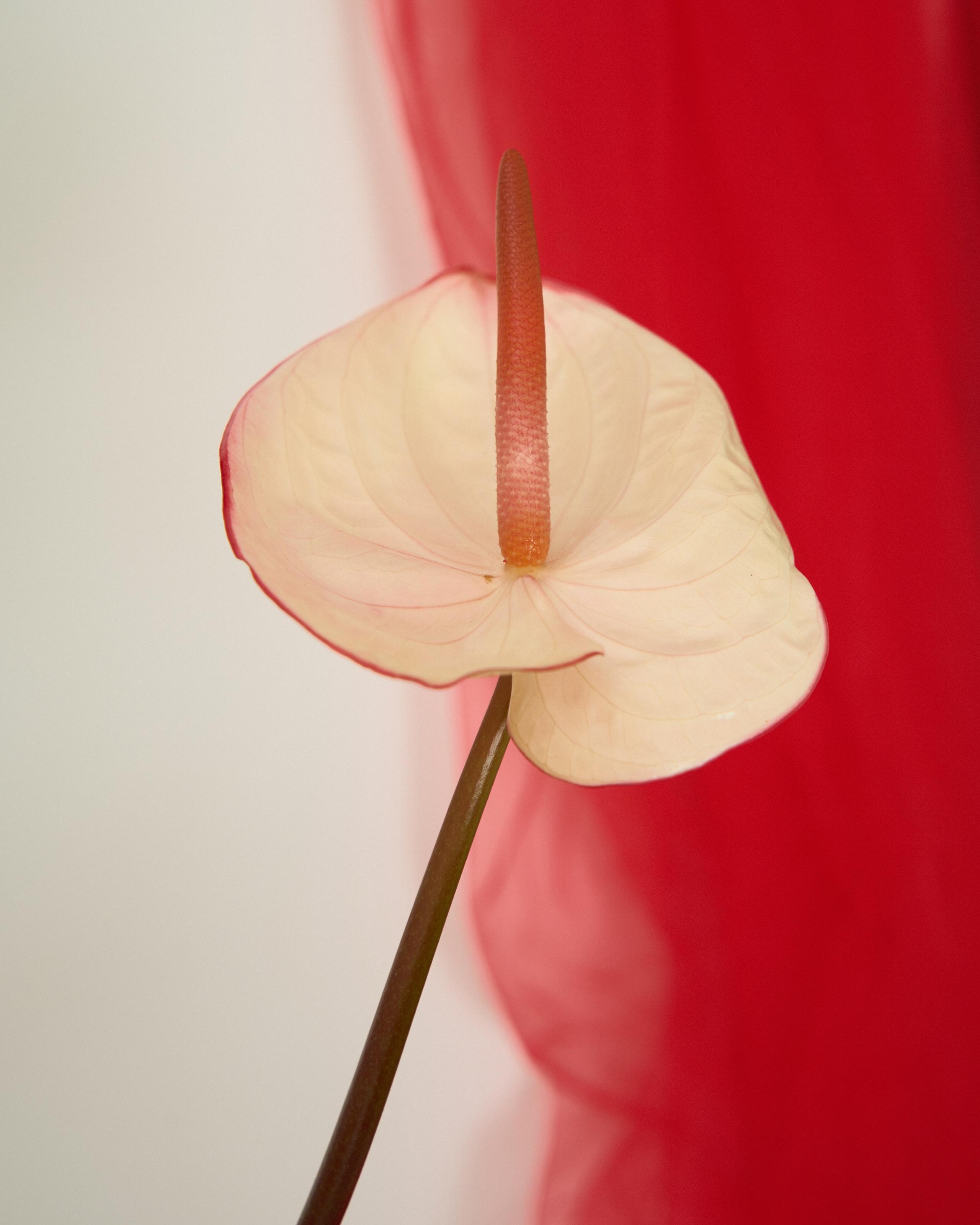 Flowers. Your creative photographer and professional retoucher
