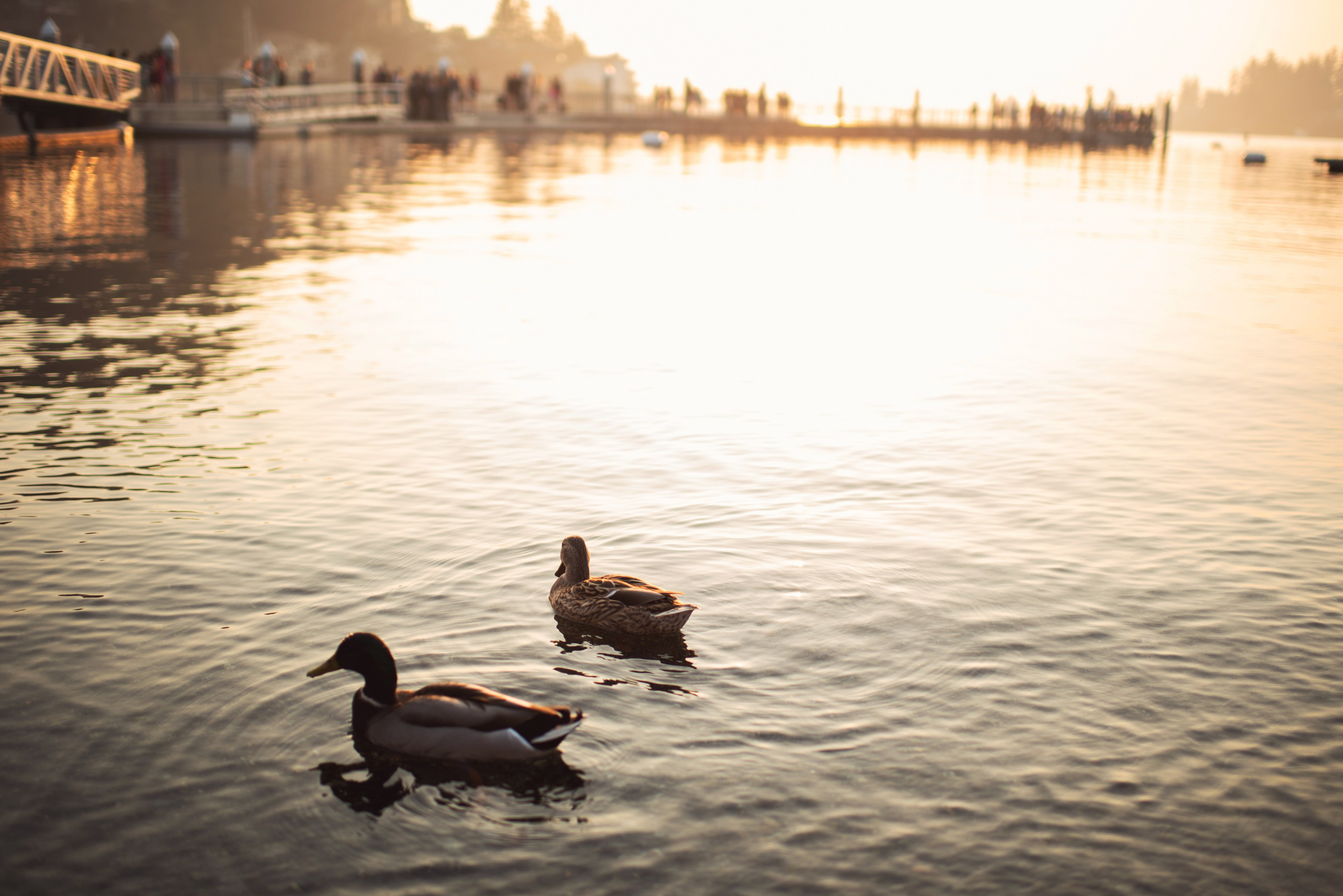 Awaiting for Polina. Newborn, pregnancy, family photographer in New Jersey
