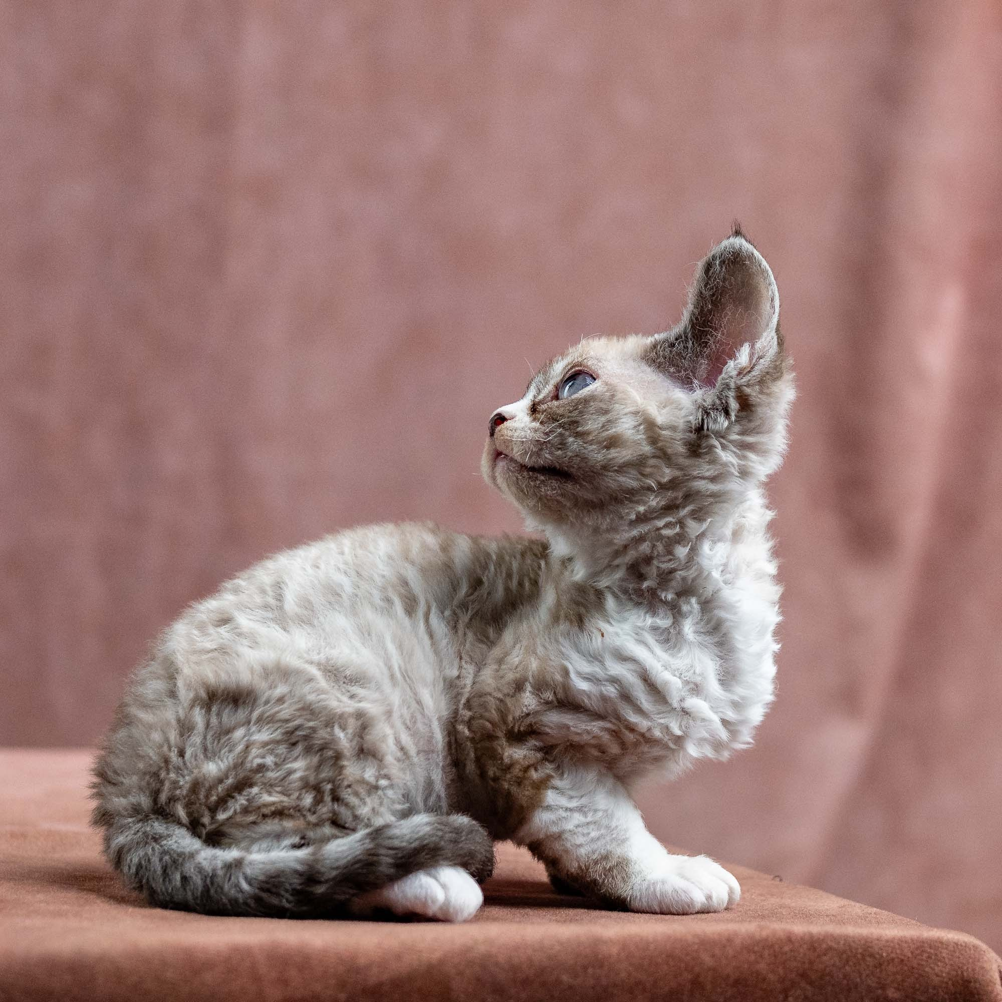 Kai, boy, born 07.02.2025. Devon Rex Pixie Cattery
