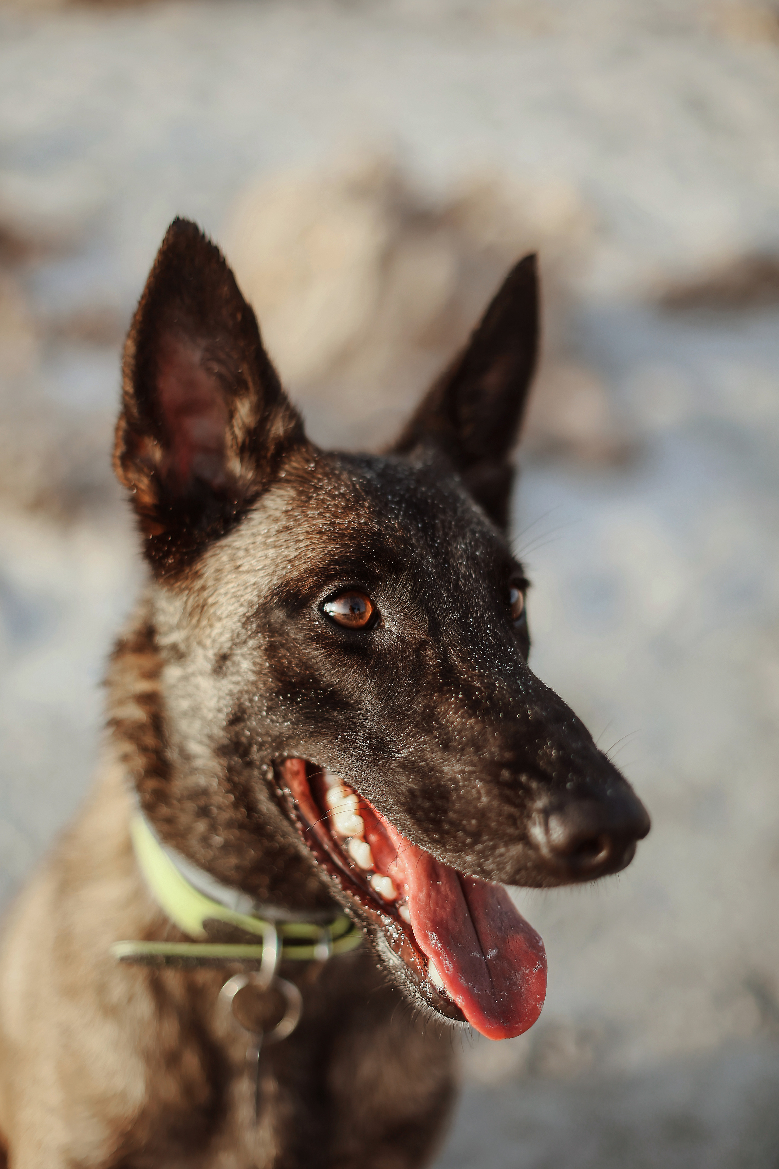 Photoshoot with a pet, Ayia Napa. May, 2022. Home