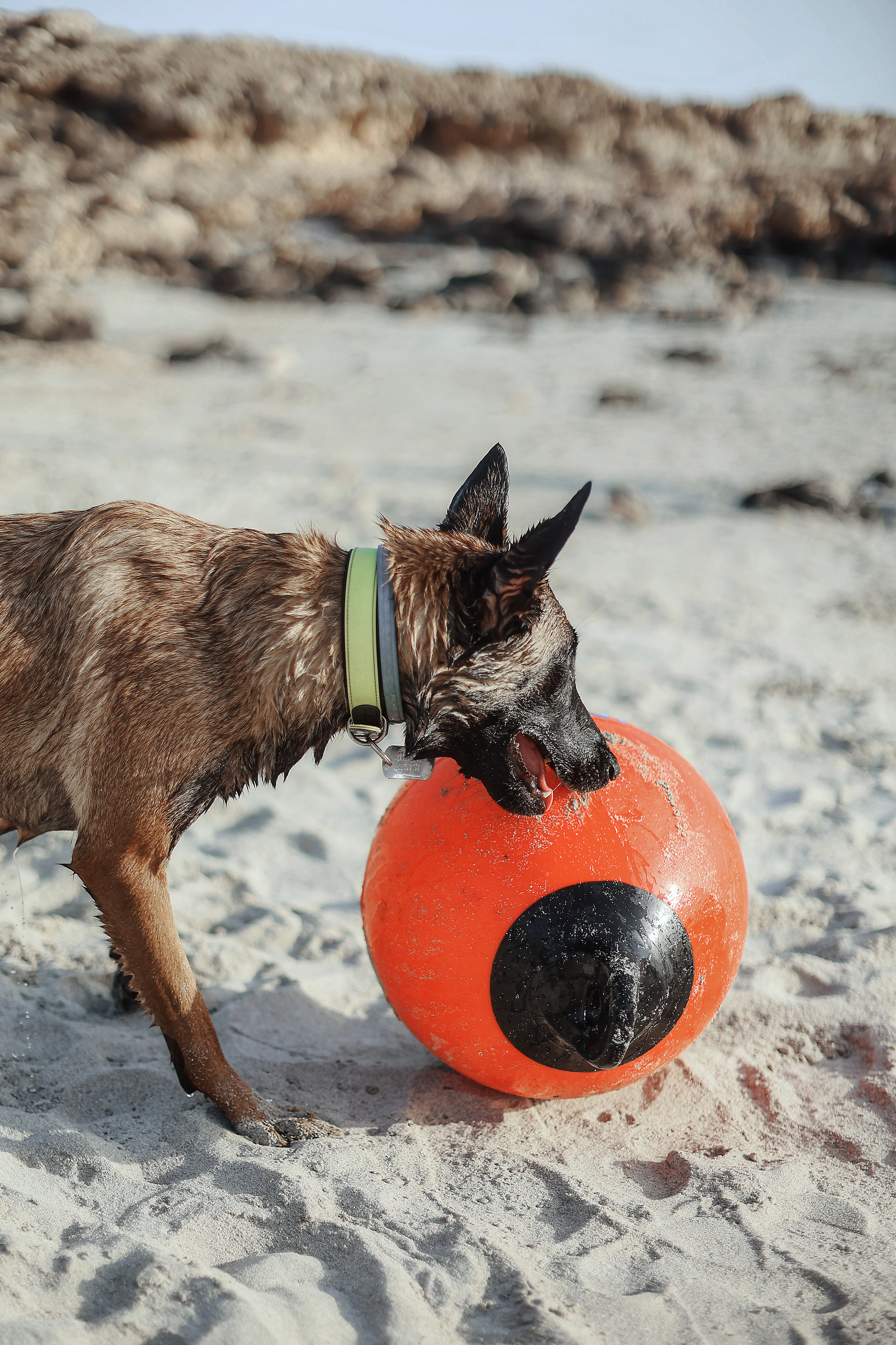 Photoshoot with a pet, Ayia Napa. May, 2022. Home