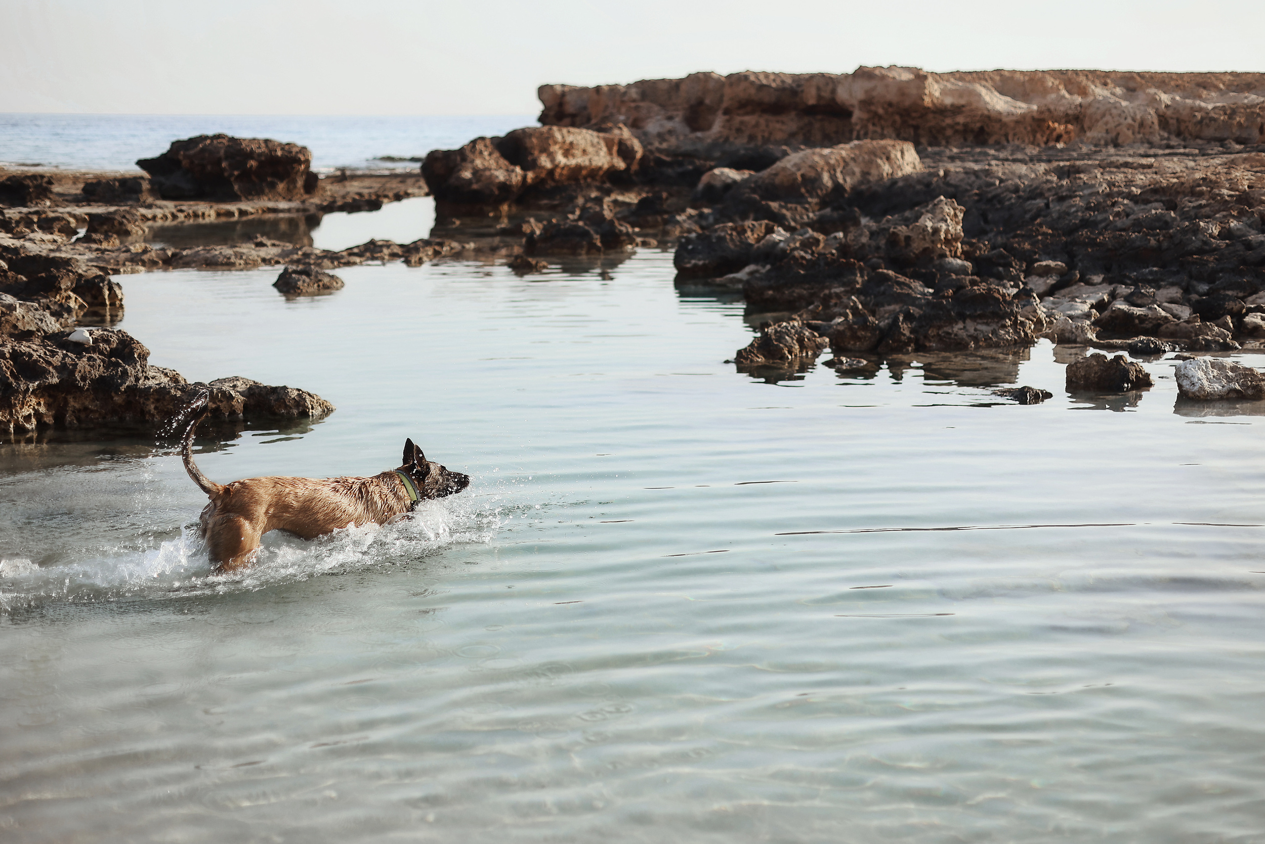 Photoshoot with a pet, Ayia Napa. May, 2022. Home