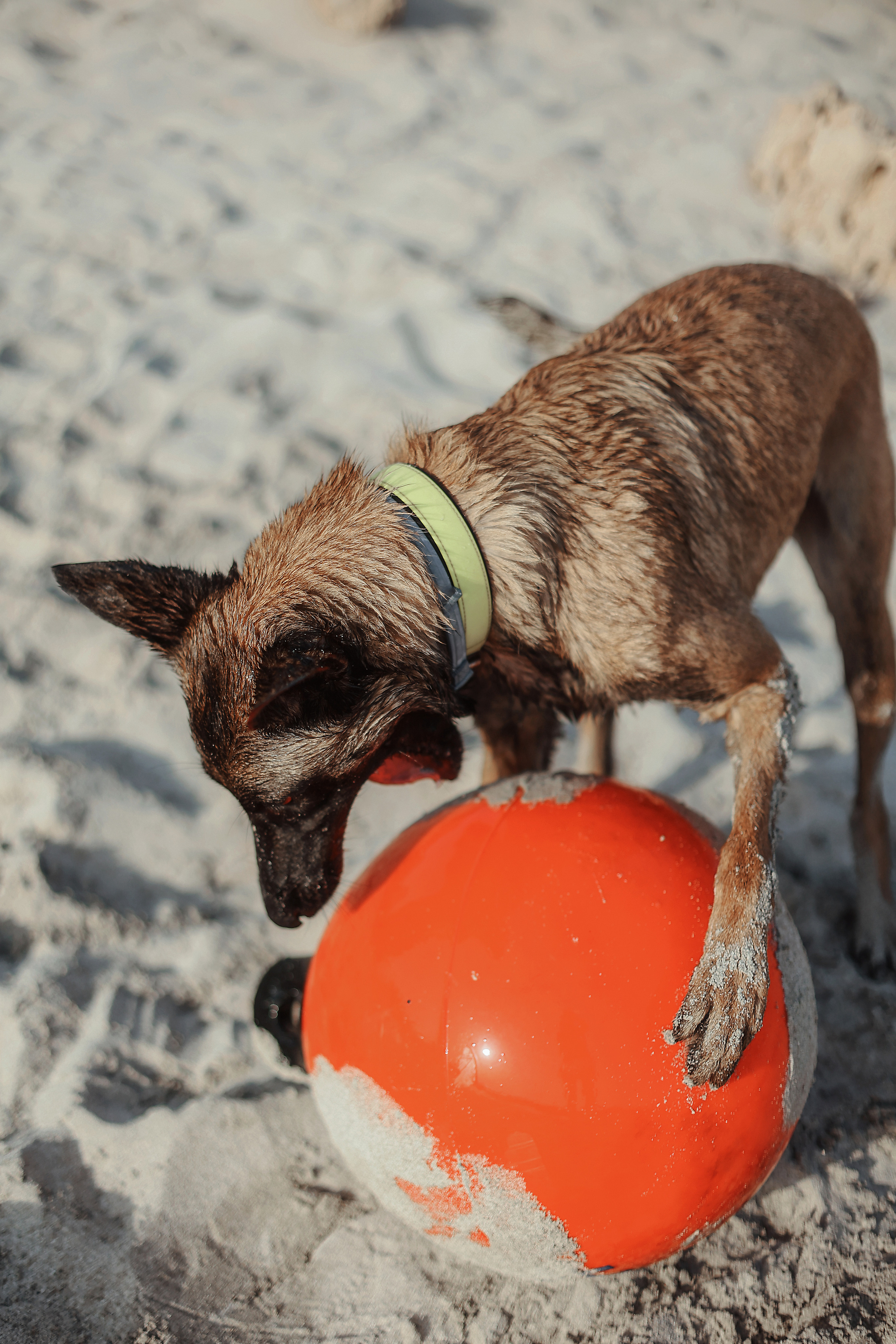 Photoshoot with a pet, Ayia Napa. May, 2022. Home