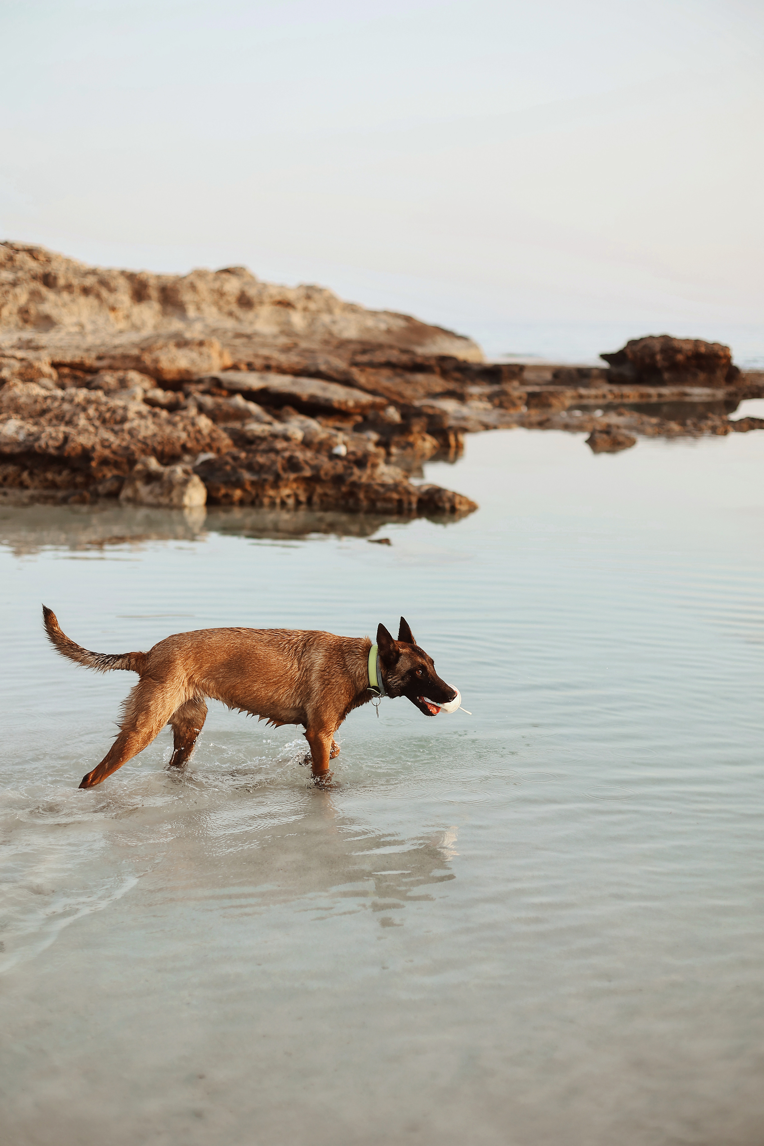 Photoshoot with a pet, Ayia Napa. May, 2022. Home