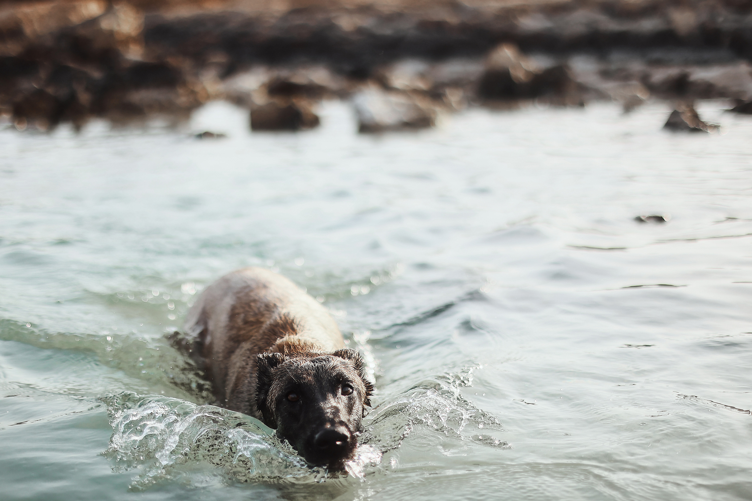 Photoshoot with a pet, Ayia Napa. May, 2022. Home
