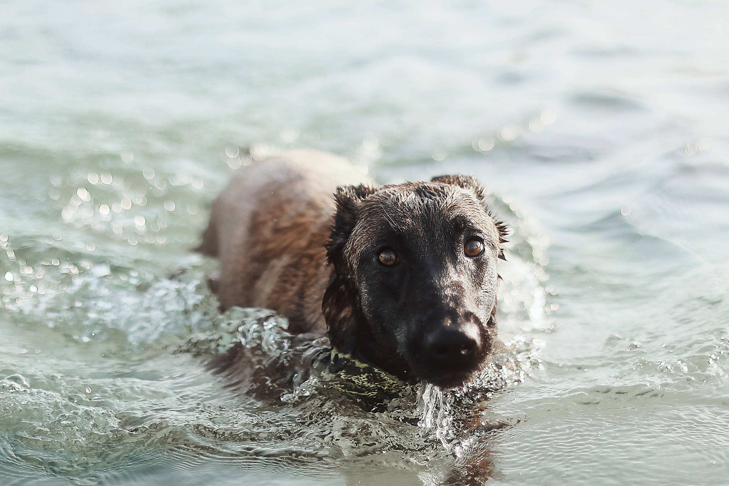 Photoshoot with a pet, Ayia Napa. May, 2022. Home