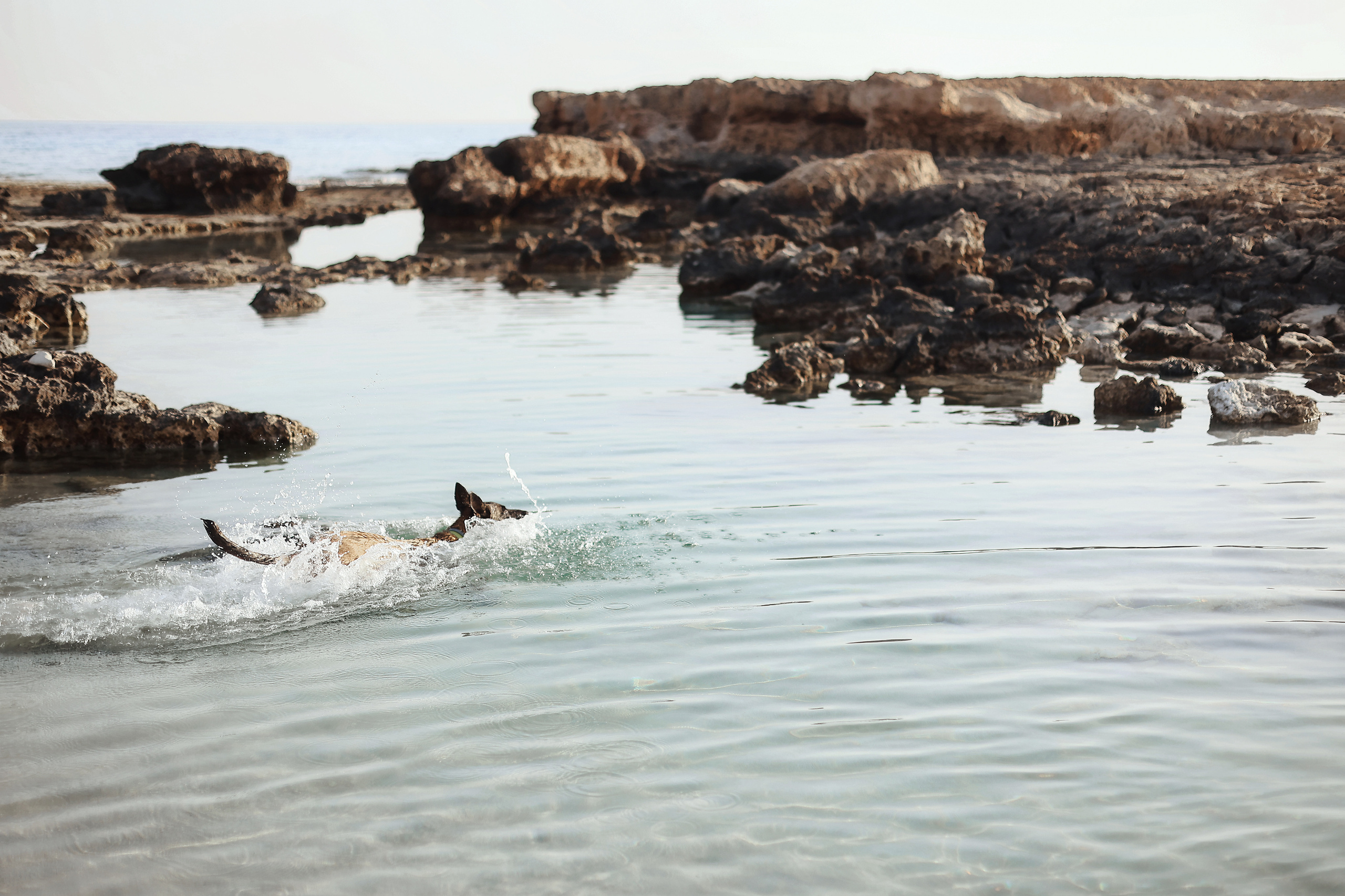 Photoshoot with a pet, Ayia Napa. May, 2022. Home