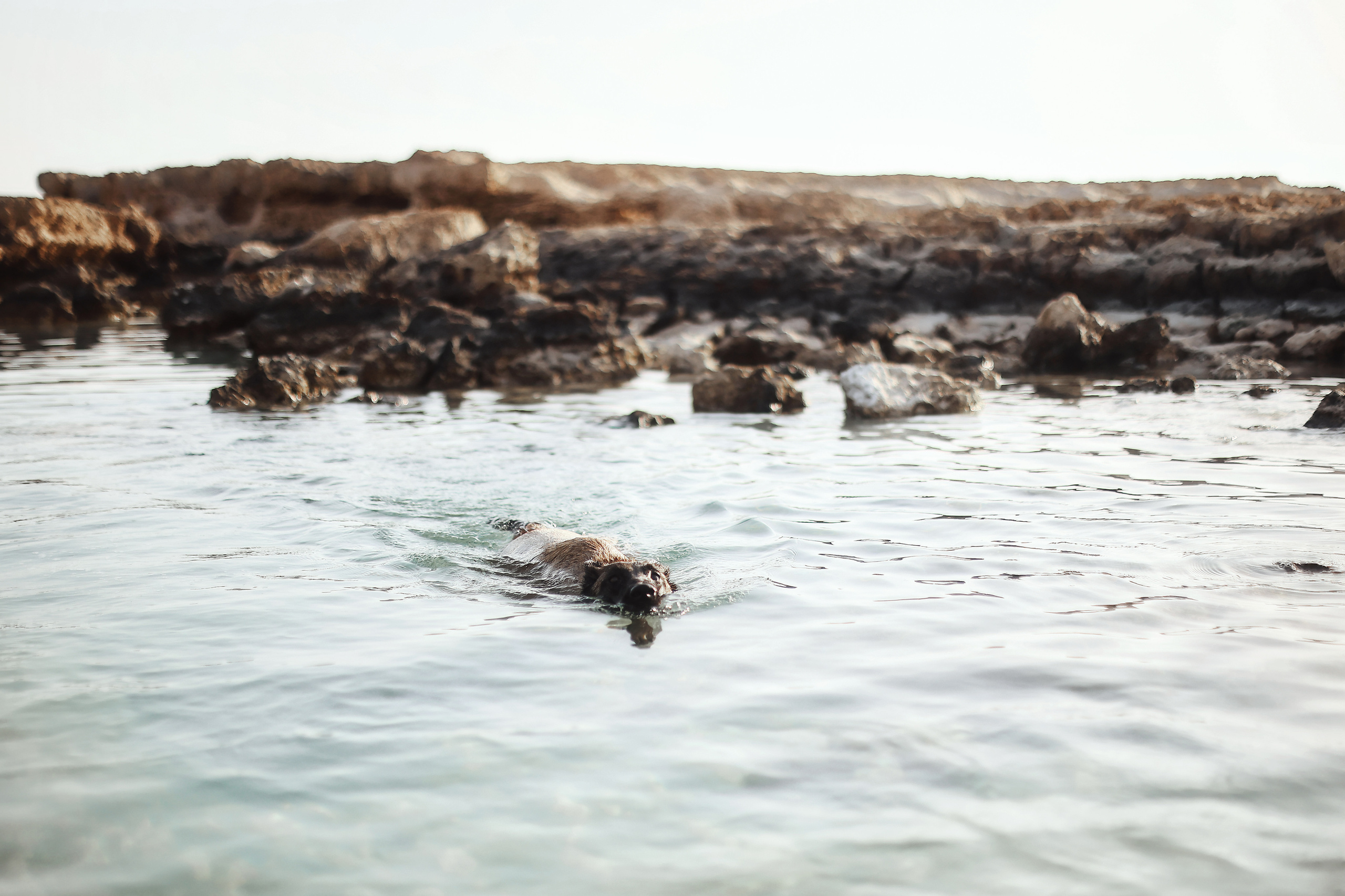 Photoshoot with a pet, Ayia Napa. May, 2022. Home