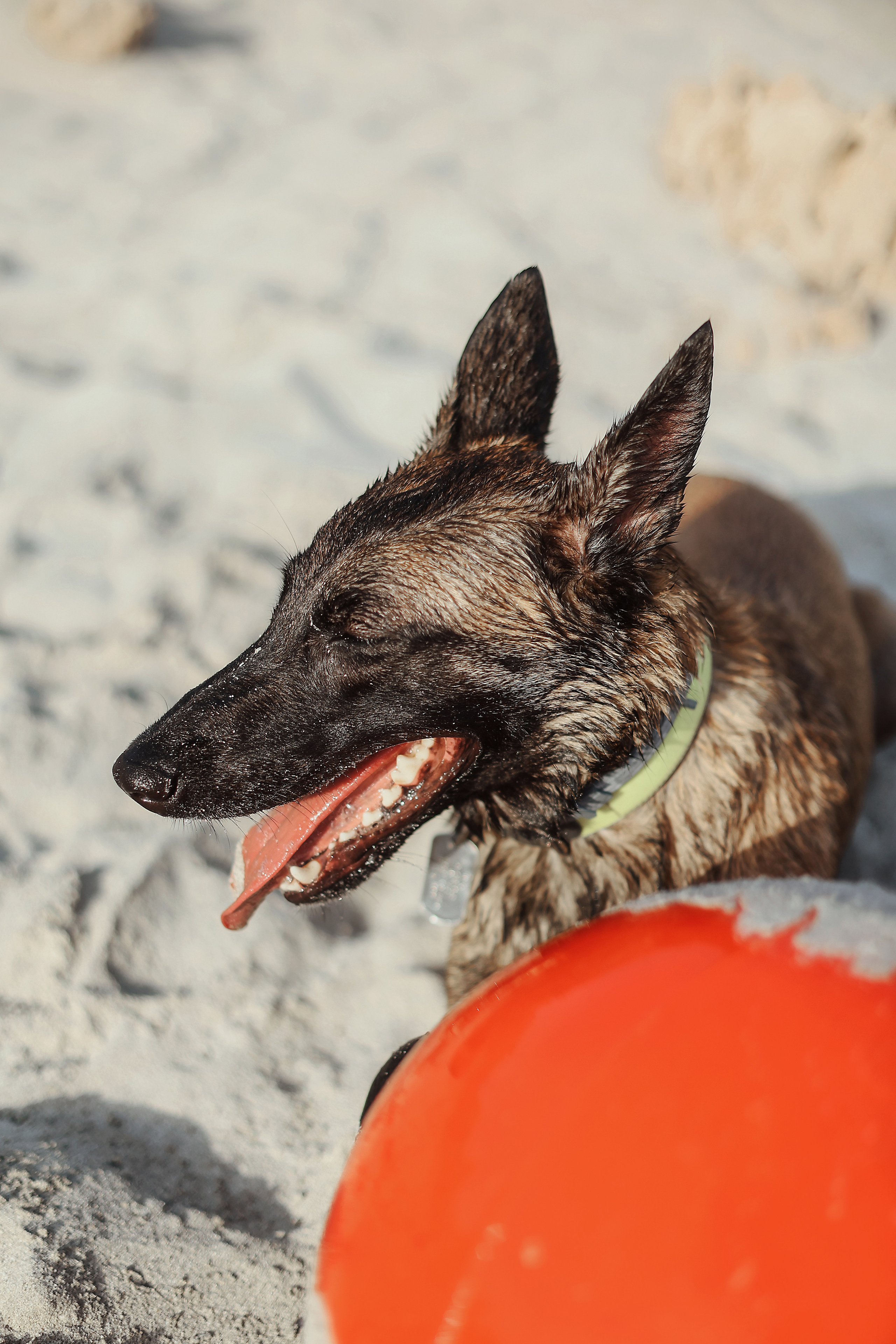 Photoshoot with a pet, Ayia Napa. May, 2022. Home