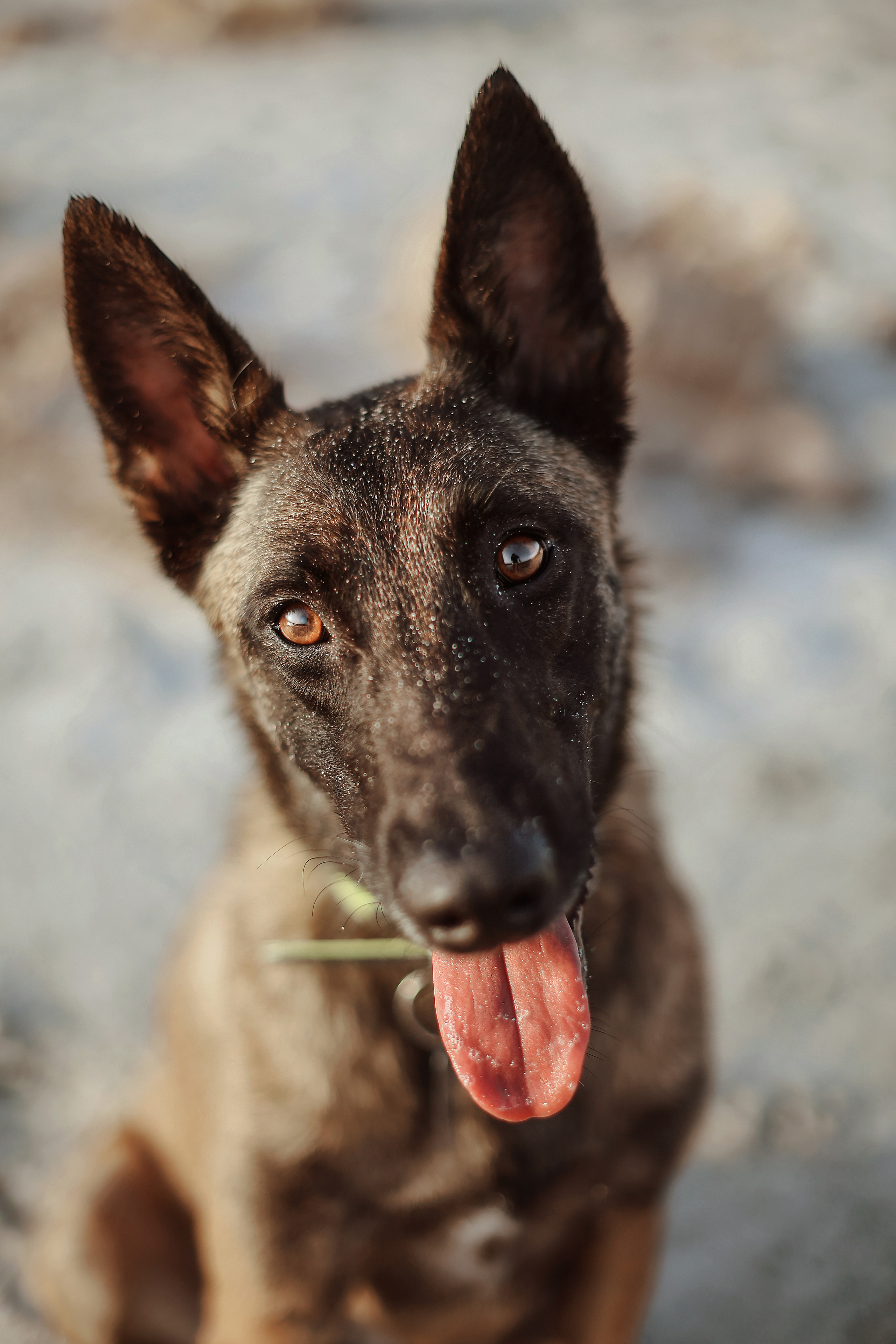 Photoshoot with a pet, Ayia Napa. May, 2022. Home