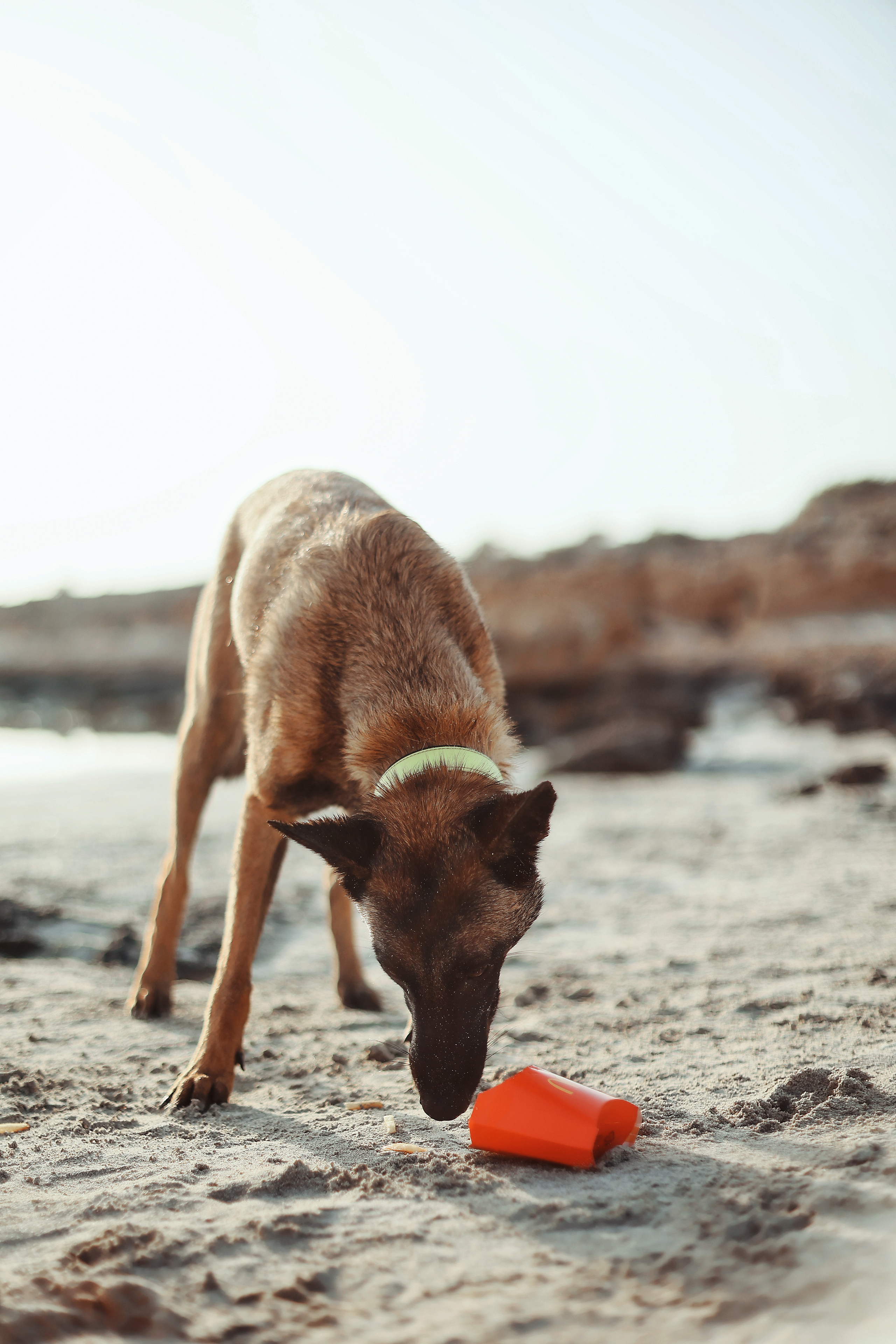 Photoshoot with a pet, Ayia Napa. May, 2022. Home