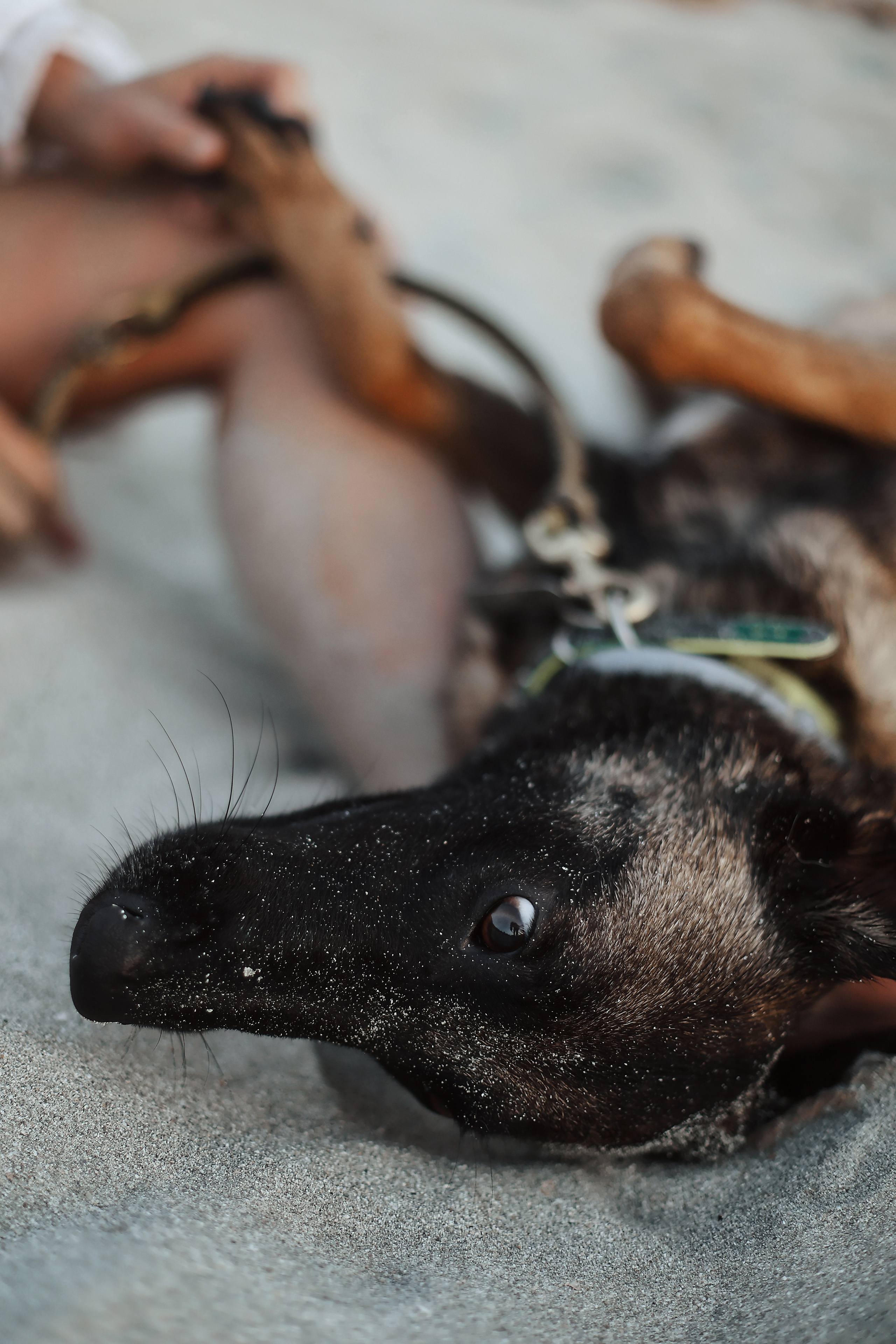 Photoshoot with a pet, Ayia Napa. May, 2022. Home