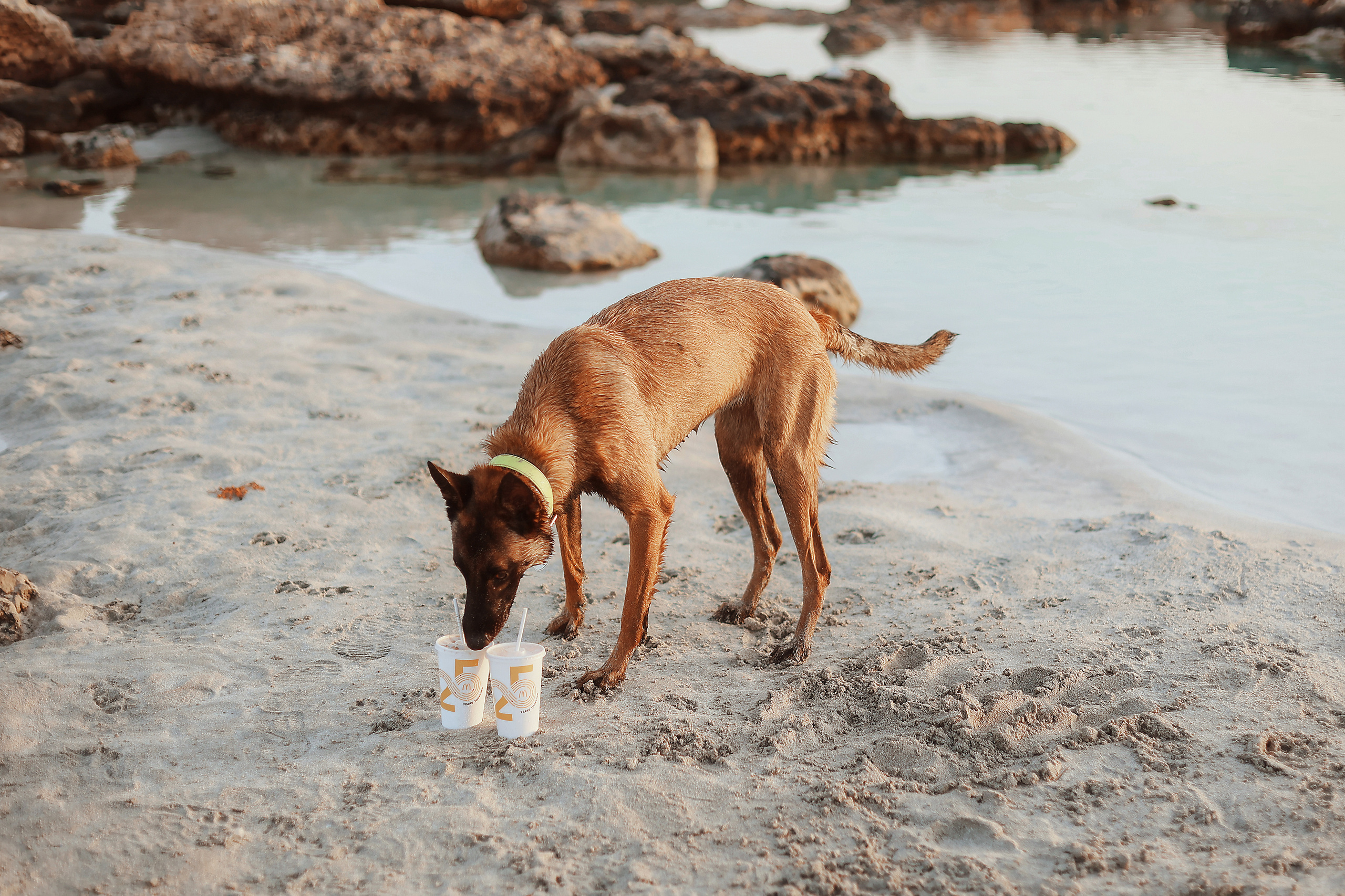 Photoshoot with a pet, Ayia Napa. May, 2022. Home