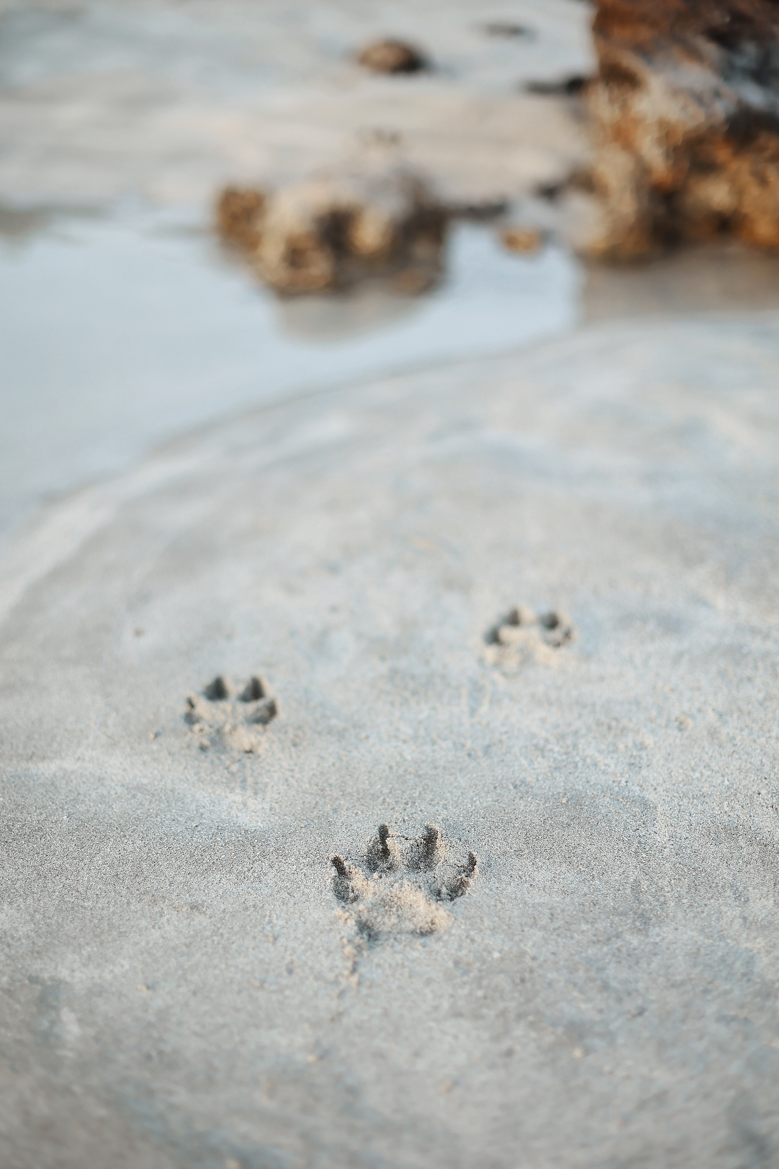 Photoshoot with a pet, Ayia Napa. May, 2022. Home