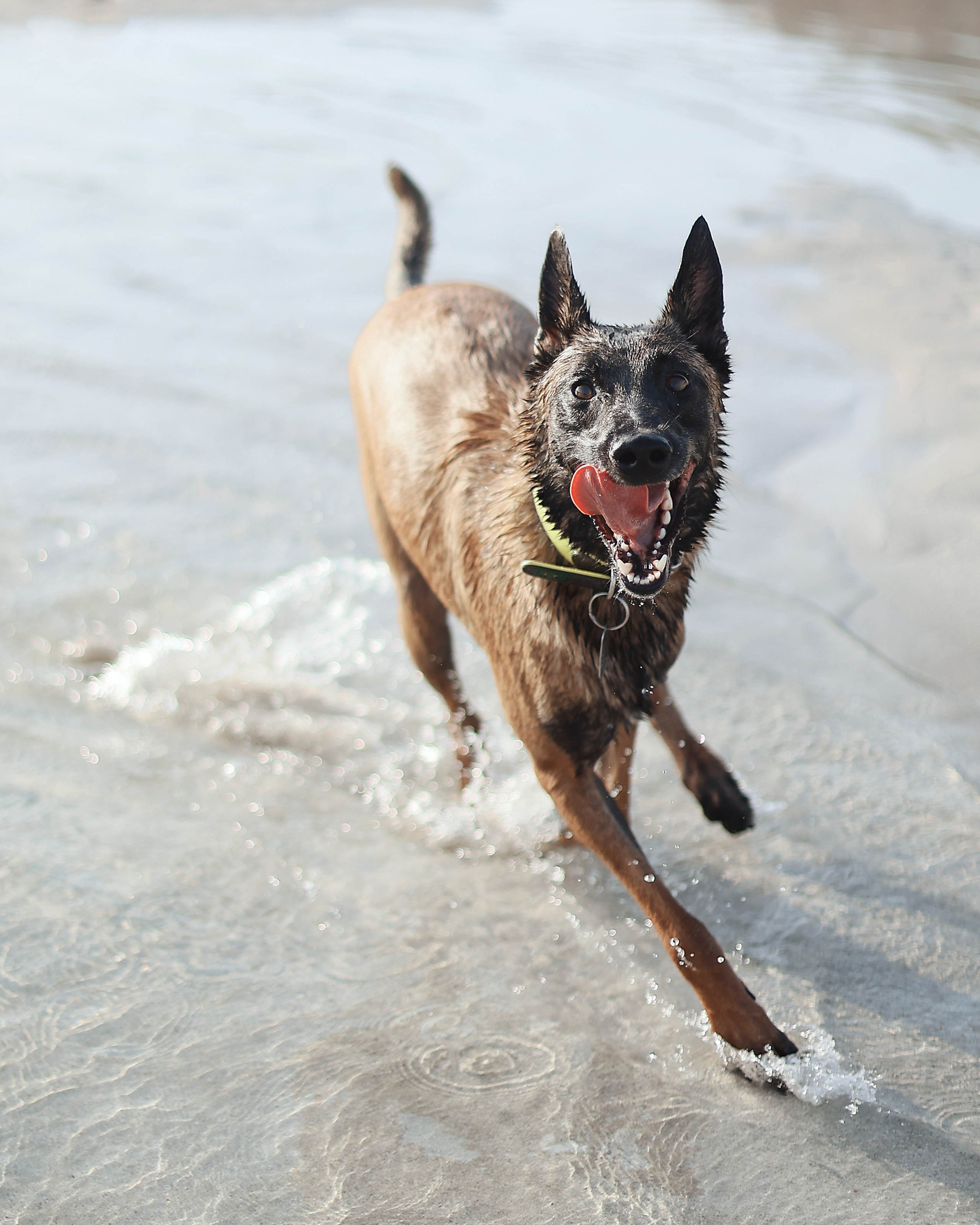 Photoshoot with a pet, Ayia Napa. May, 2022. Home