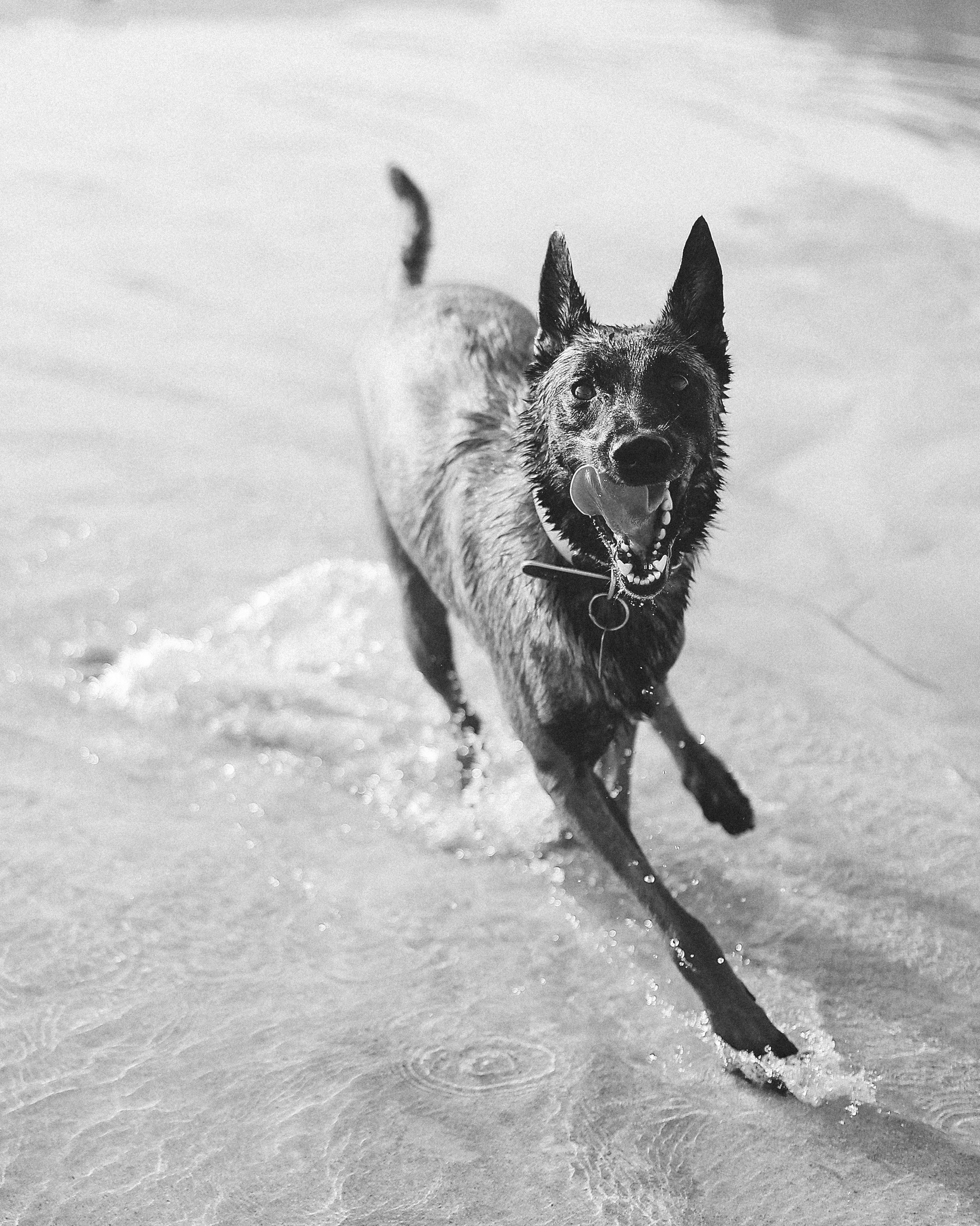 Photoshoot with a pet, Ayia Napa. May, 2022. Home