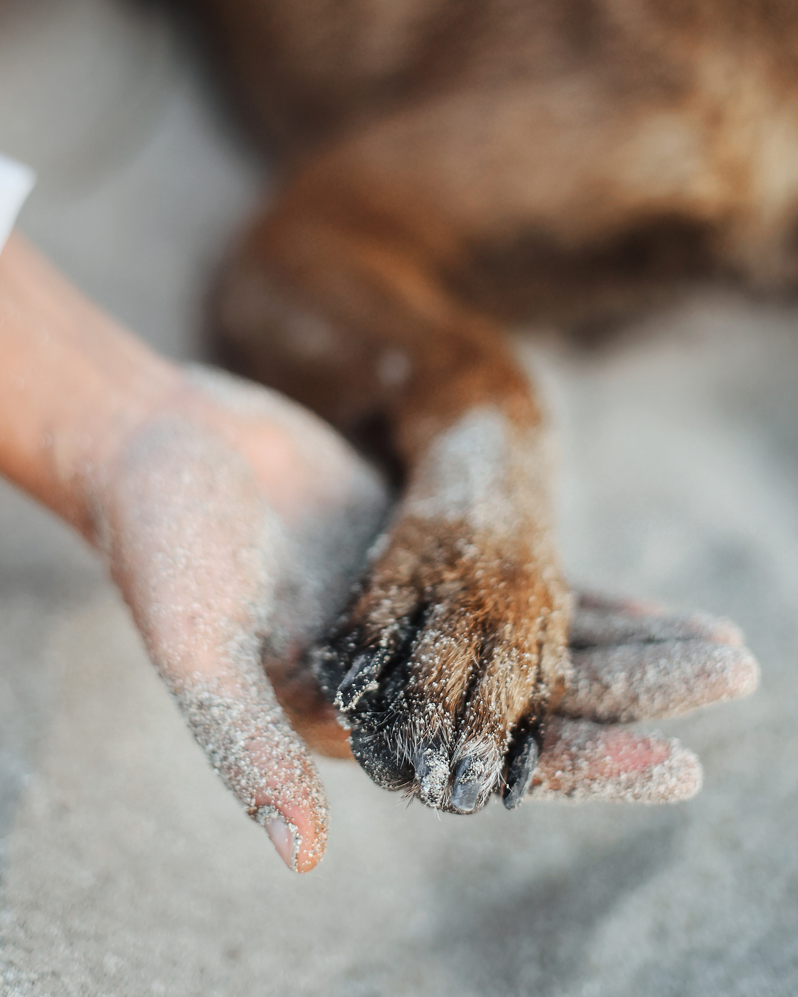 Photoshoot with a pet, Ayia Napa. May, 2022. Home