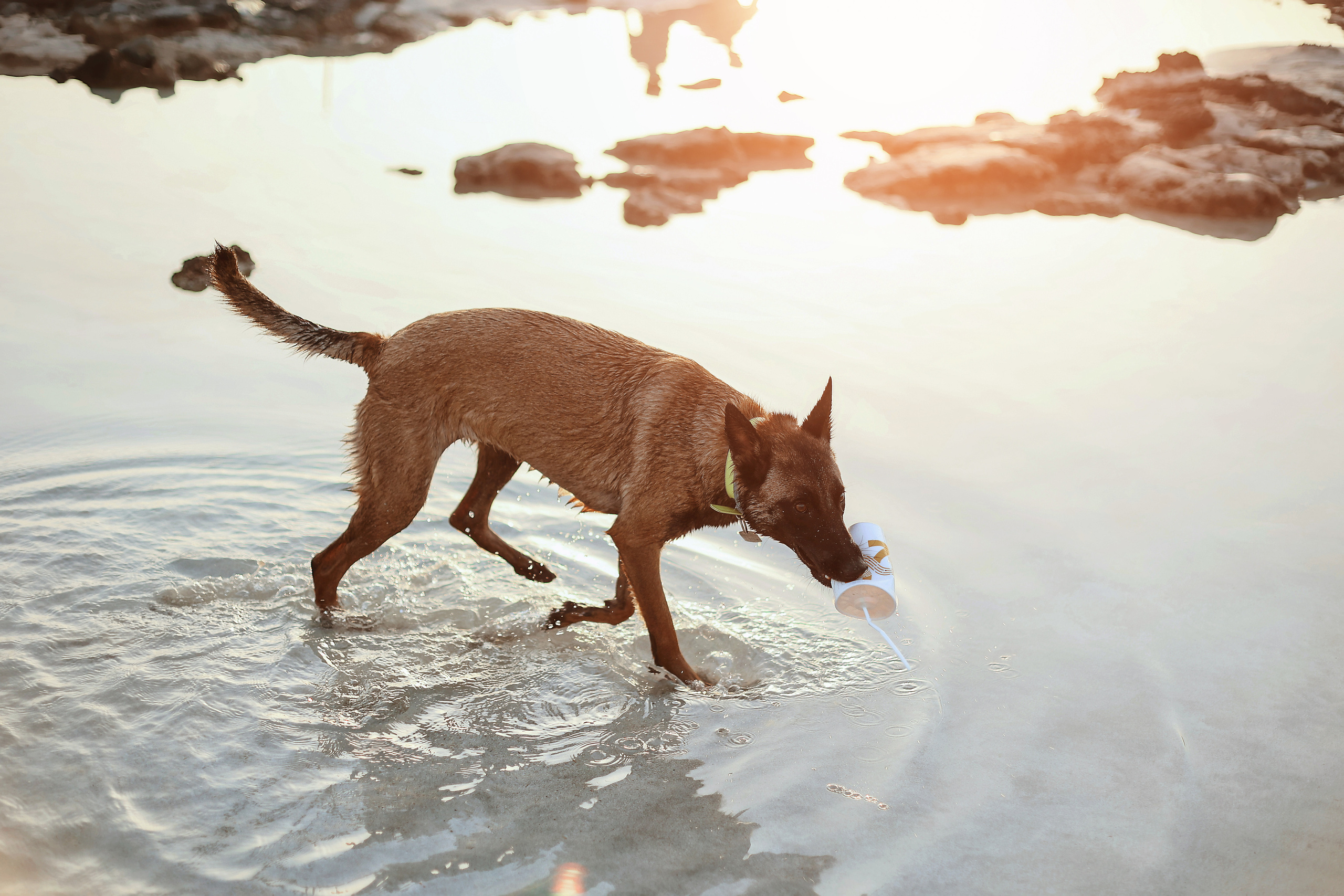Photoshoot with a pet, Ayia Napa. May, 2022. Home
