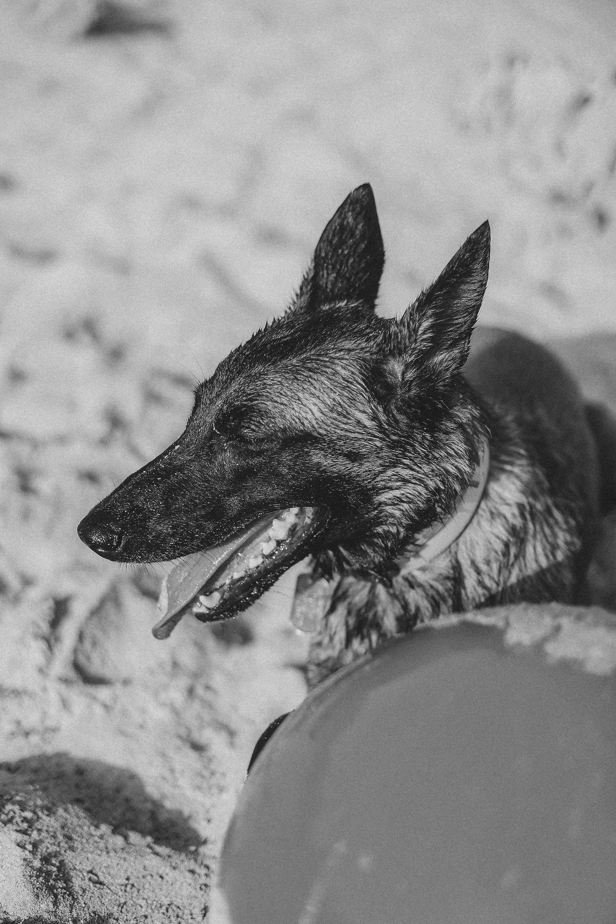 Photoshoot with a pet, Ayia Napa. May, 2022. Home