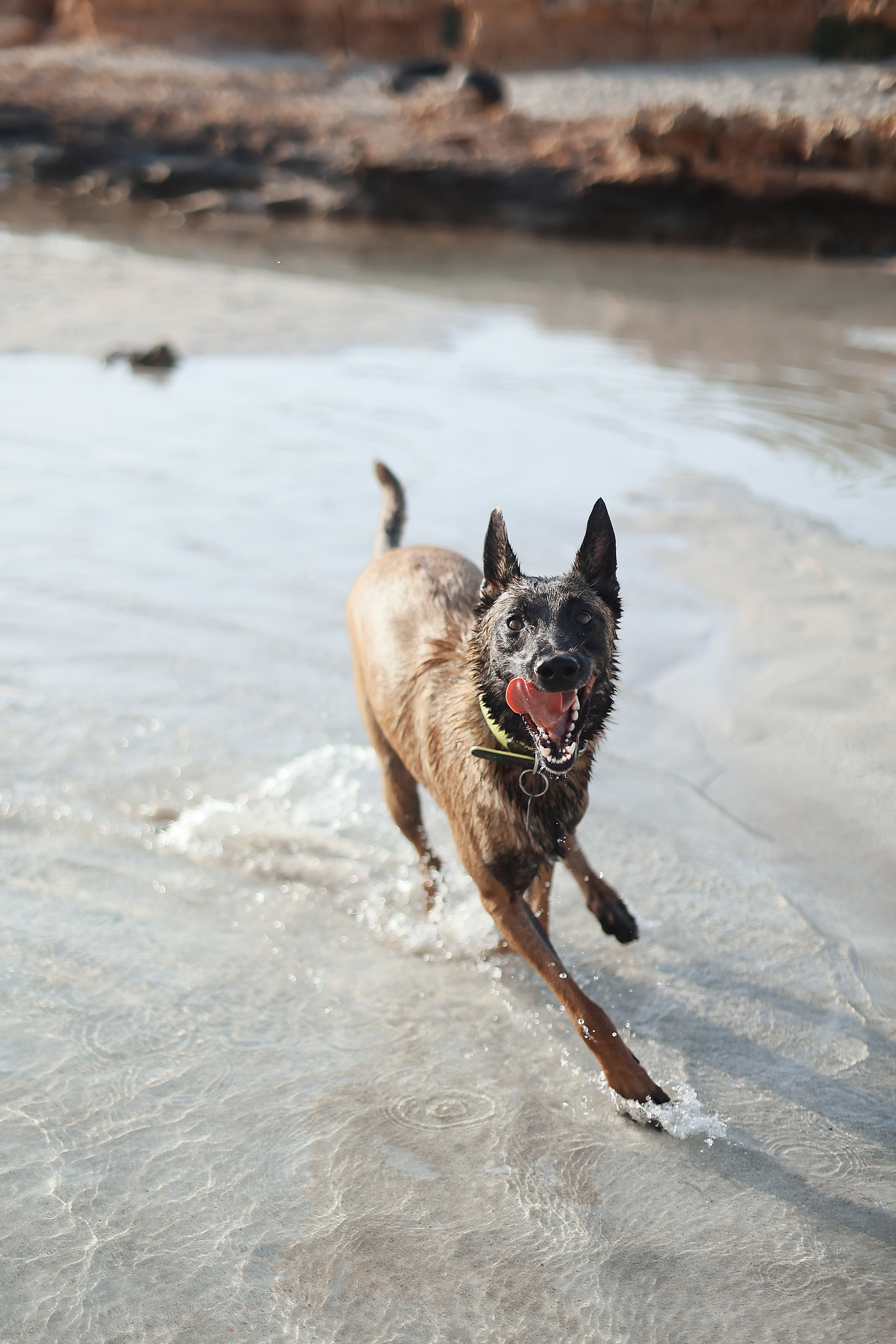 Photoshoot with a pet, Ayia Napa. May, 2022. Home