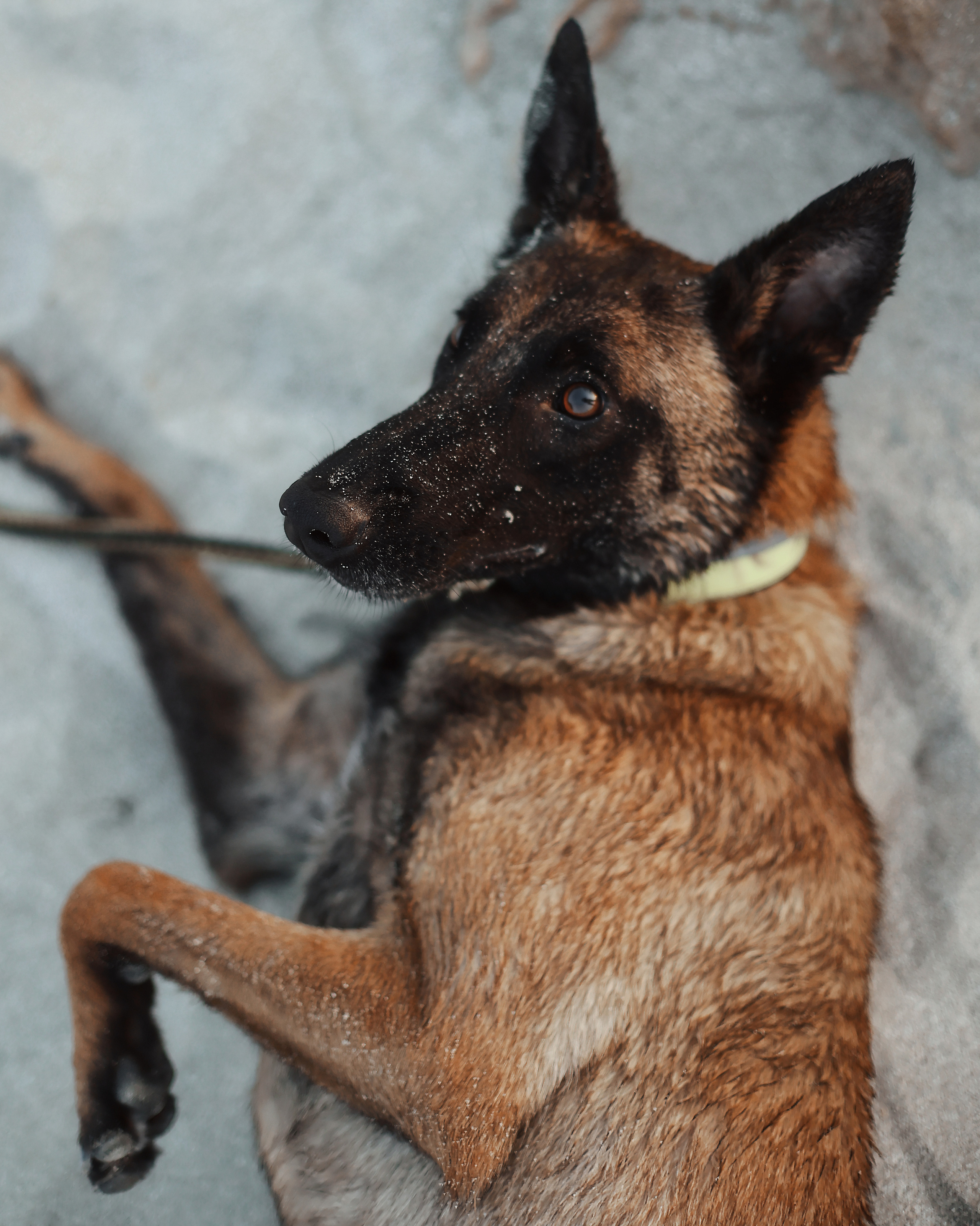 Photoshoot with a pet, Ayia Napa. May, 2022. Home