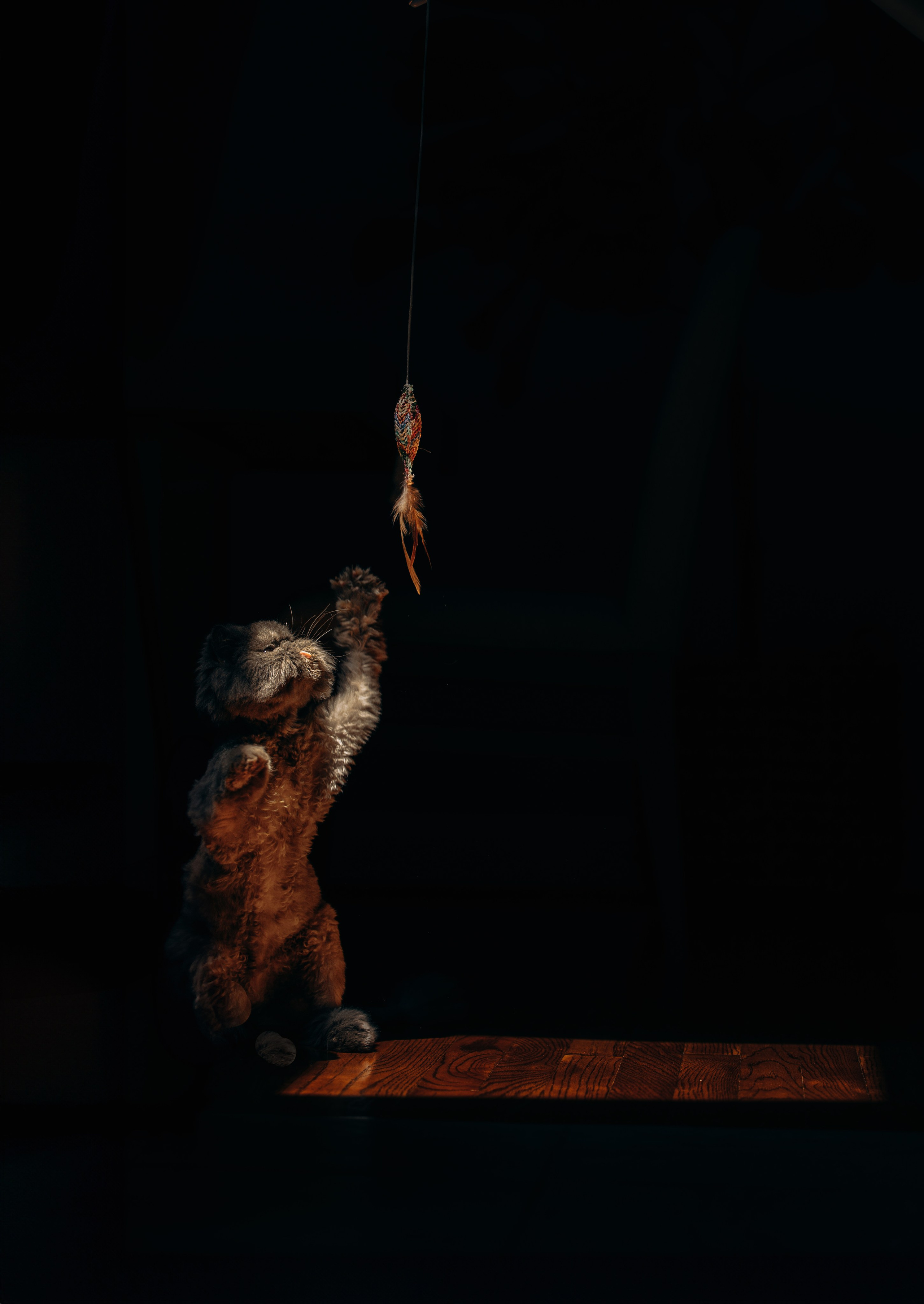 Mila & Natali. Pet Photographer Viktoriya Aleshenko