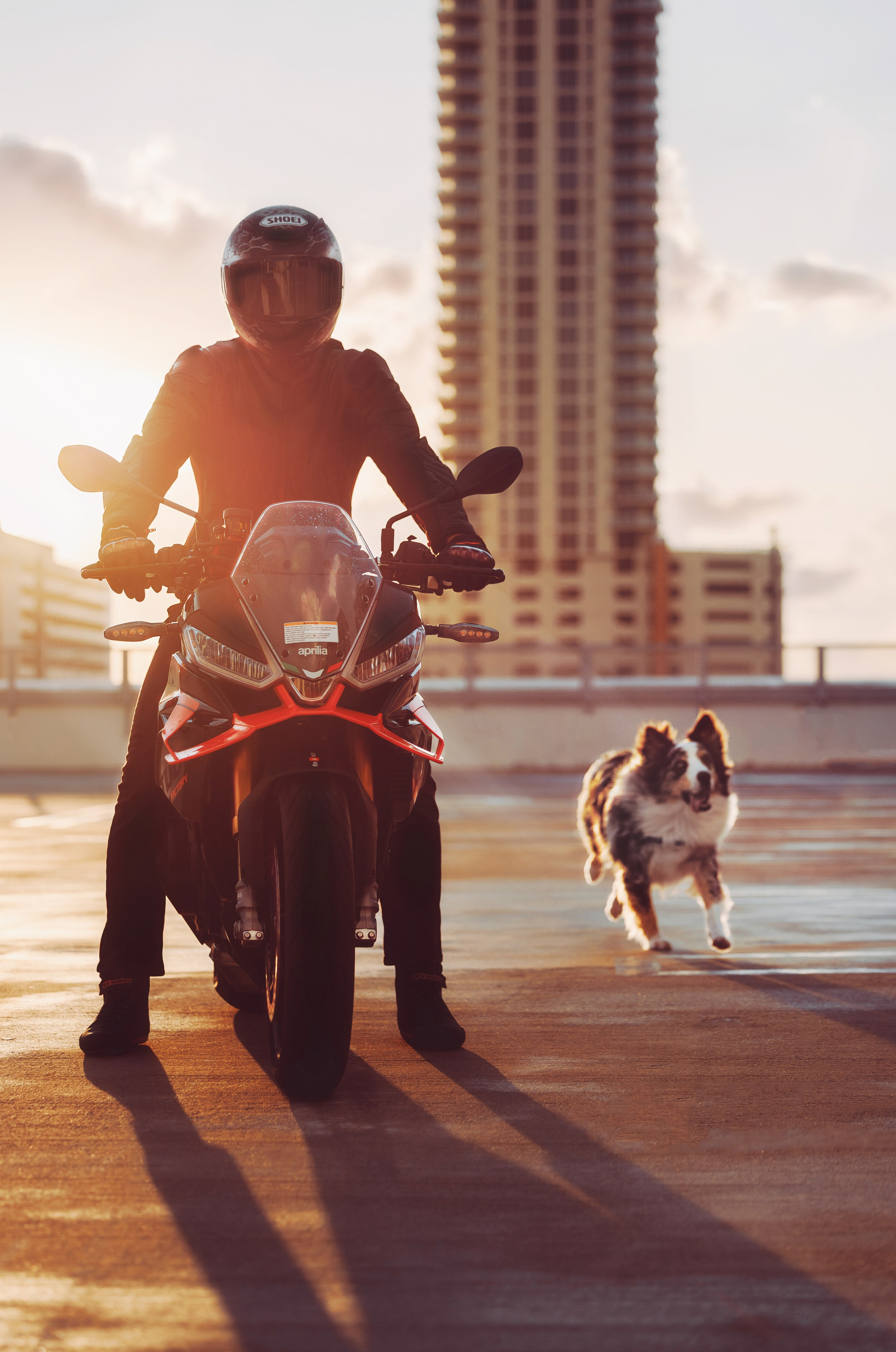 Pet Photographer Viktoriya Aleshenko