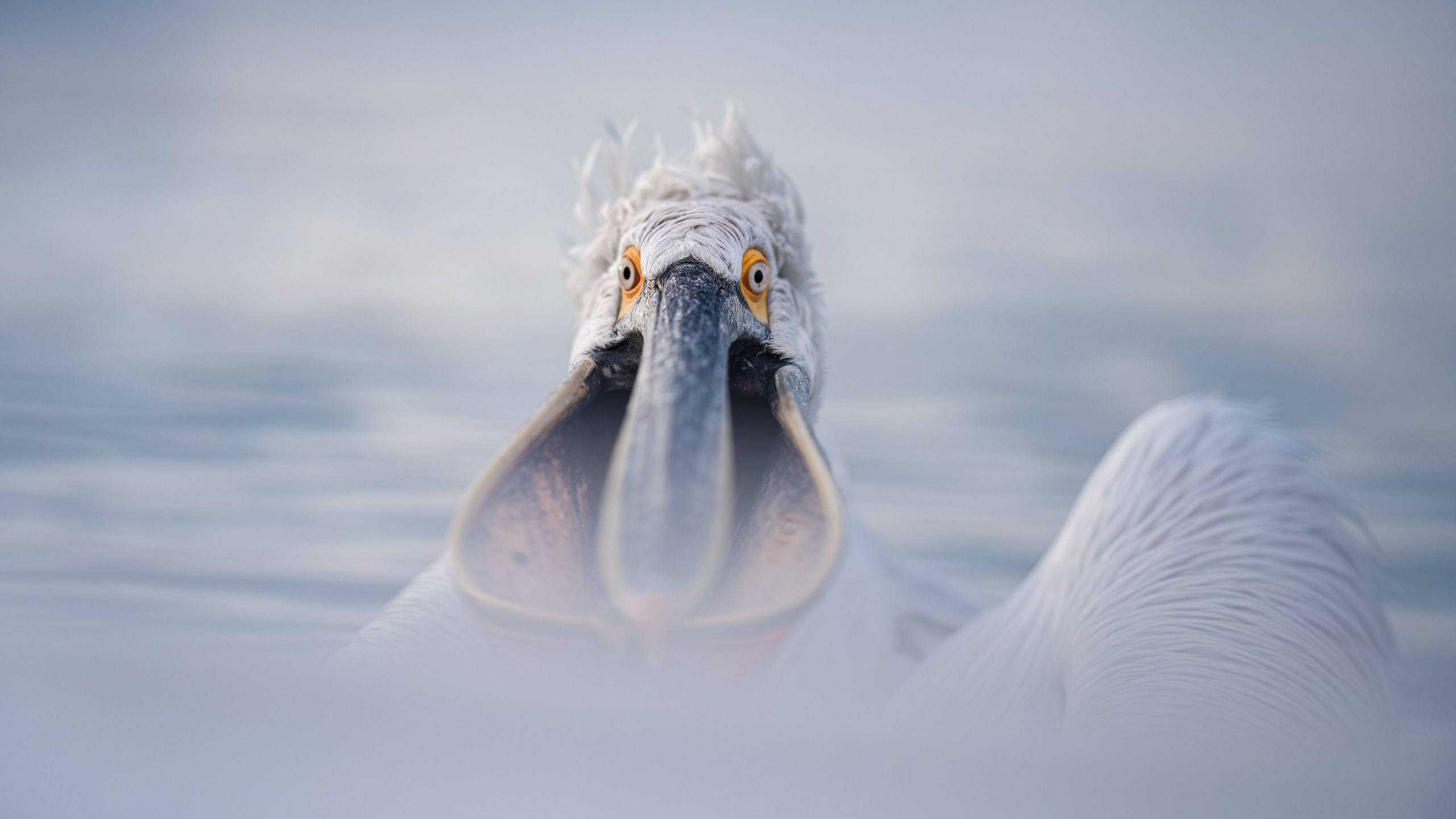 GALLERY. Fine art wildlife photographer Alexandra Surkova