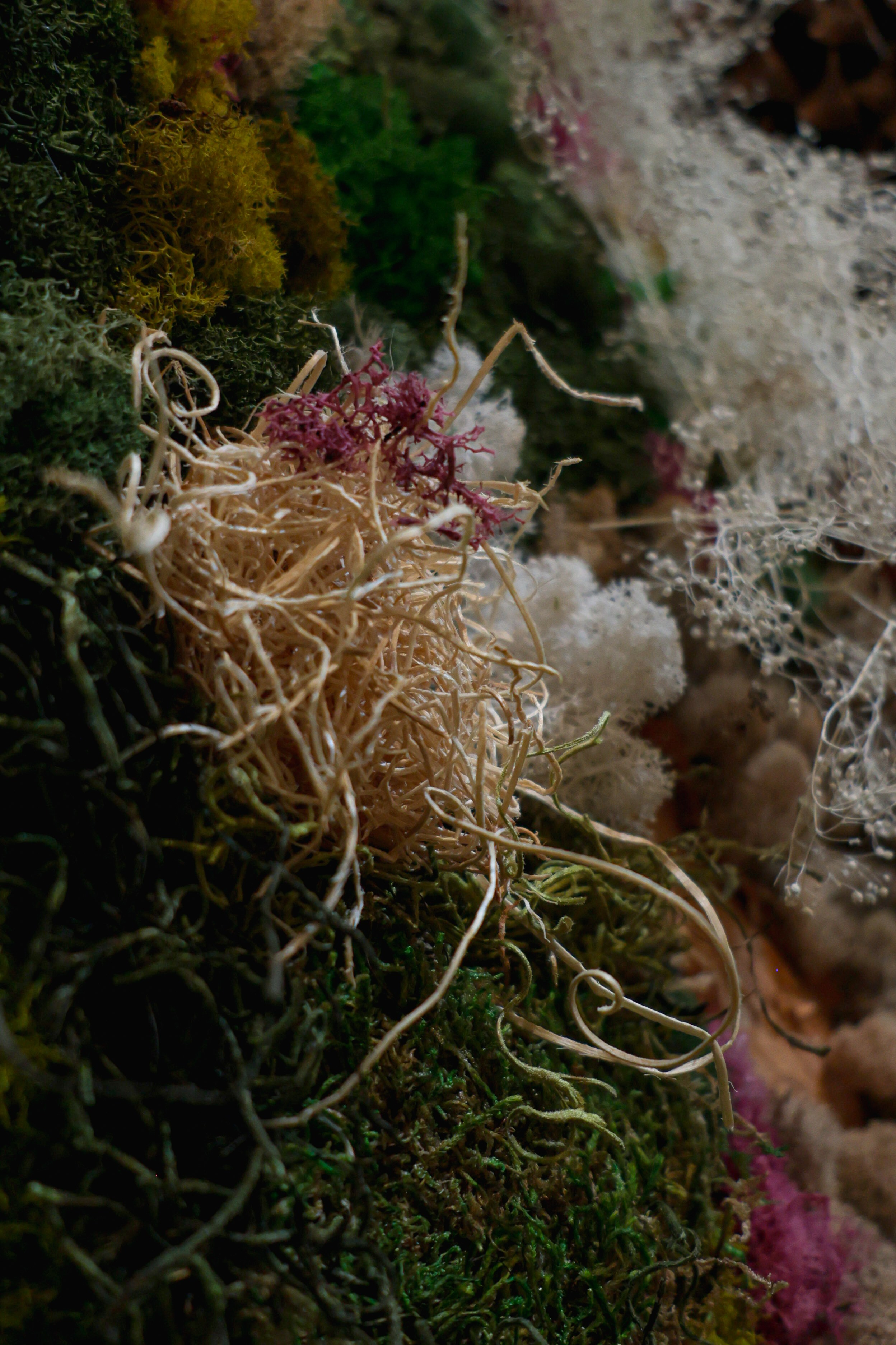 Anna & Moss magic, Content. Yana Bobrova | Artistic Photography