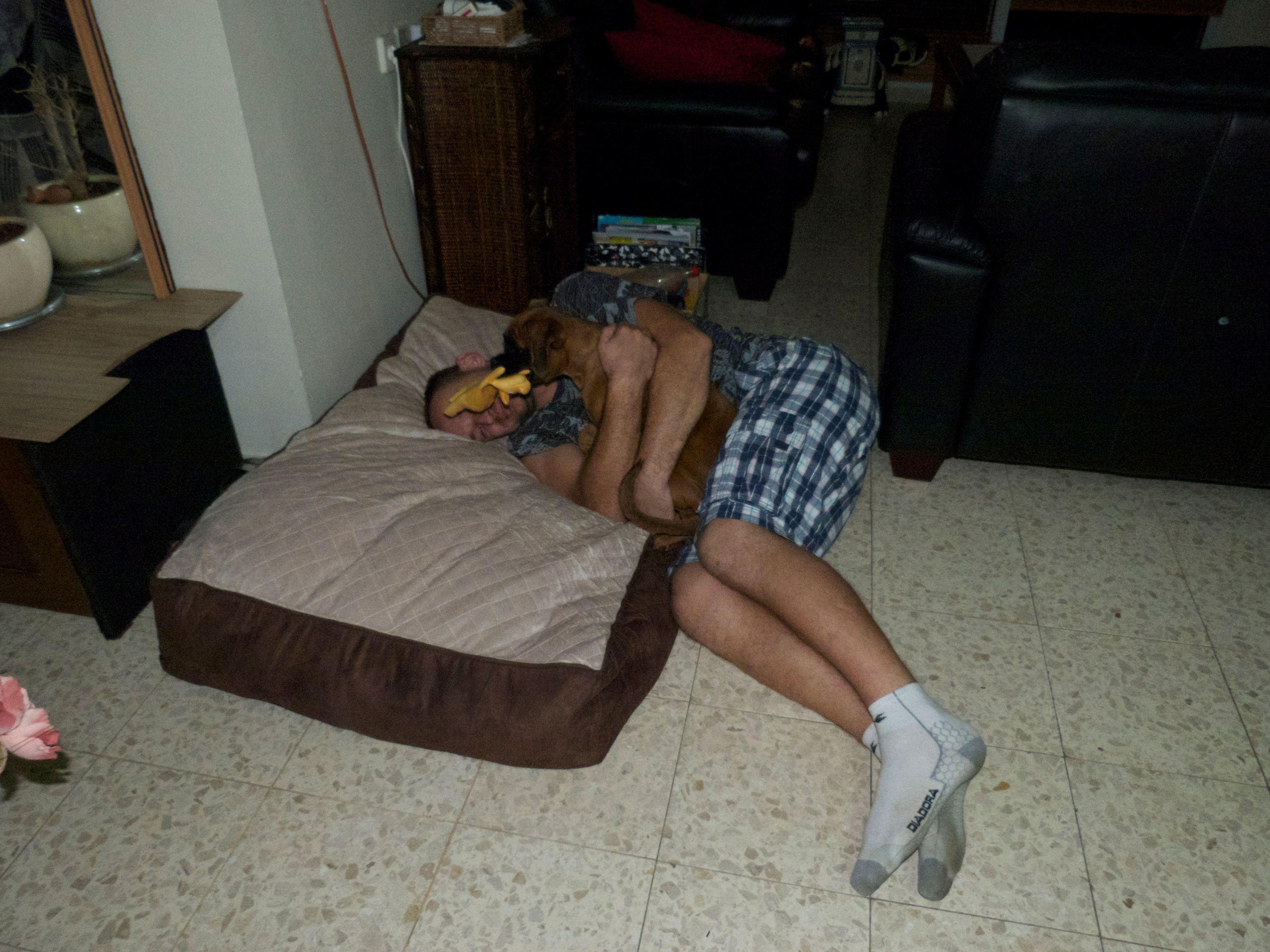 My ״Star״ Boxer Dog