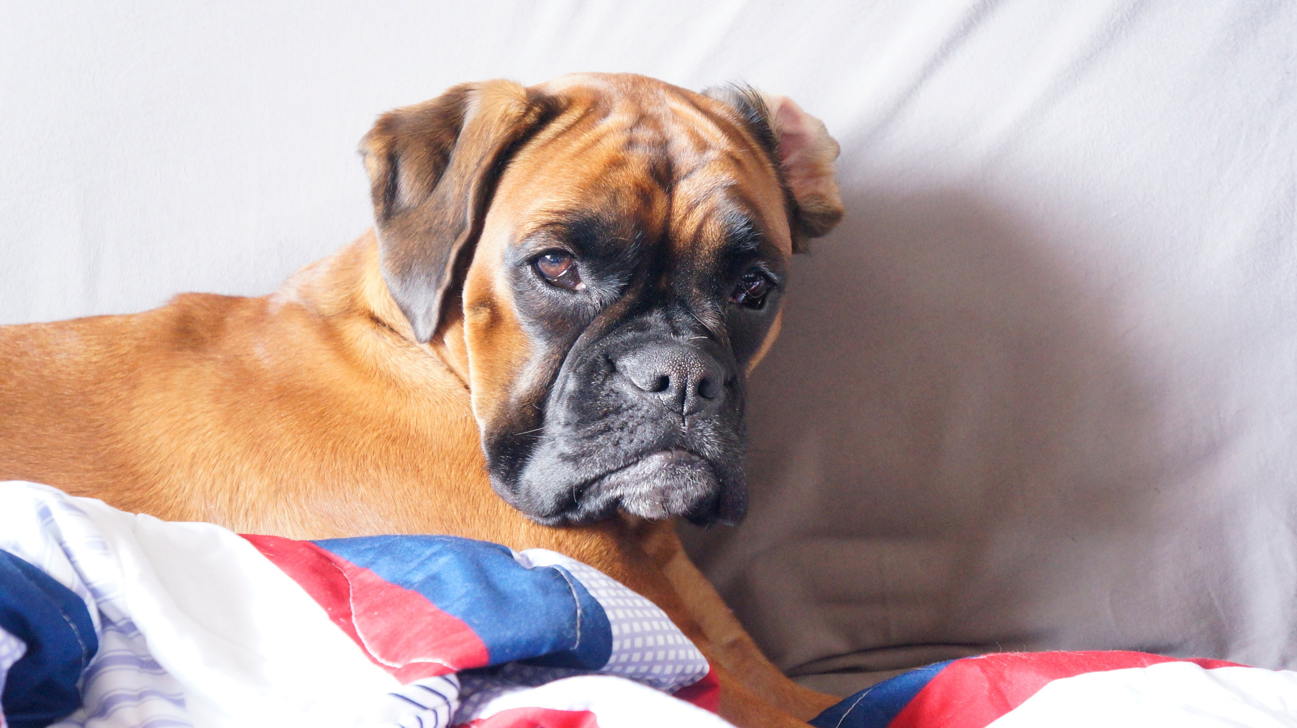 My ״Star״ Boxer Dog