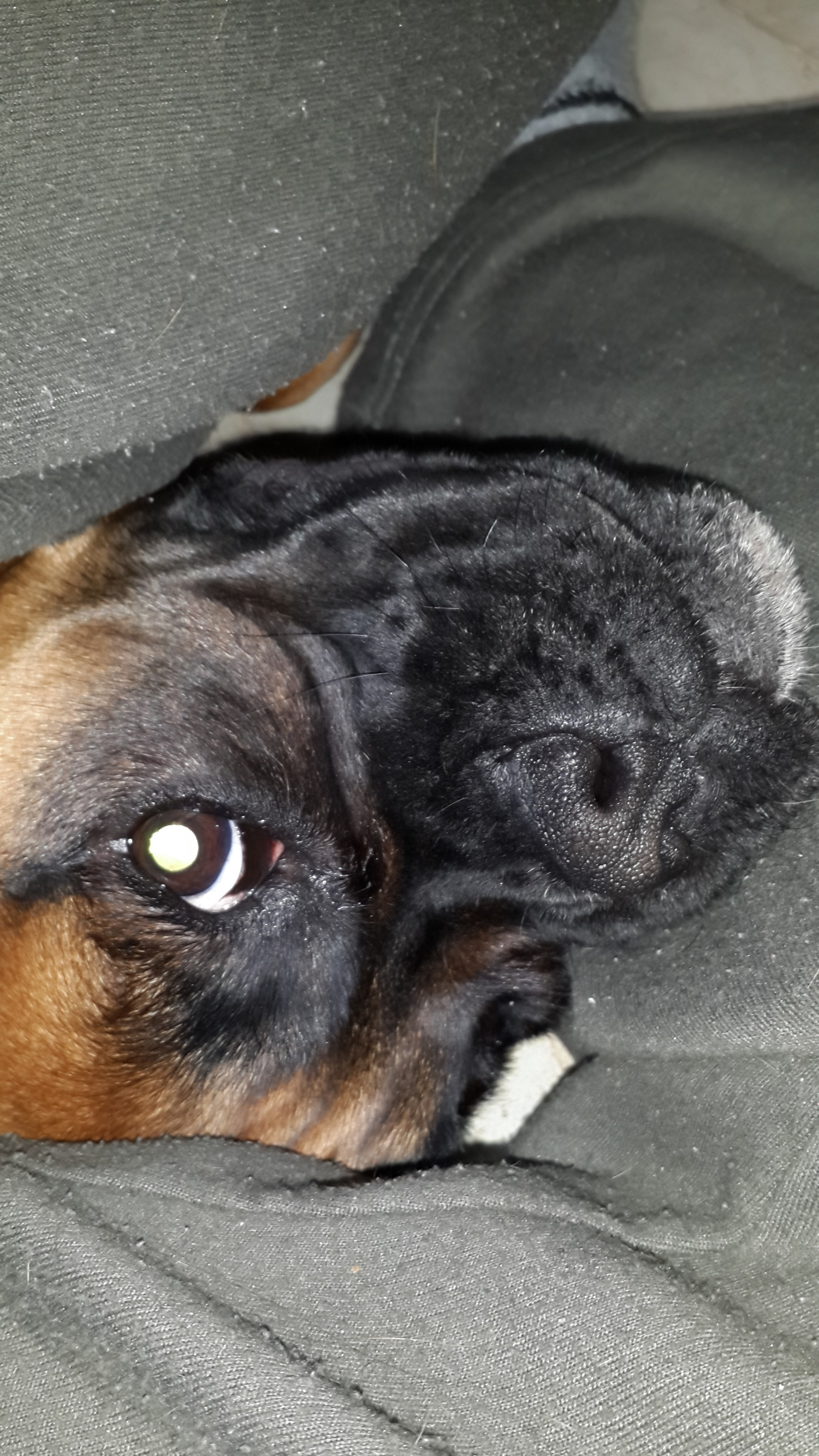 My ״Star״ Boxer Dog