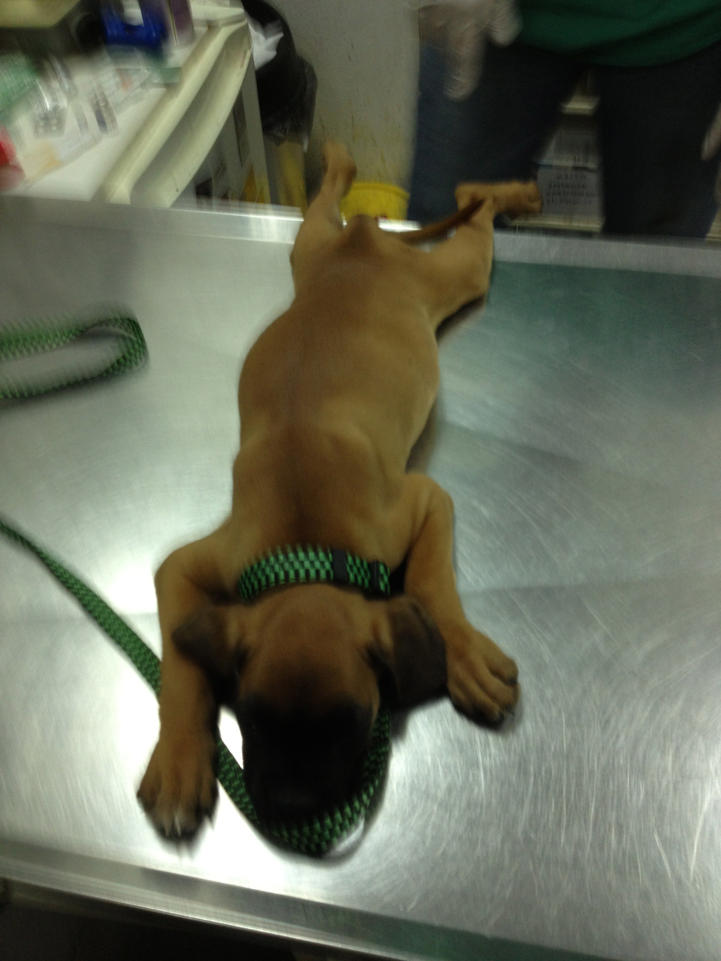 My ״Star״ Boxer Dog