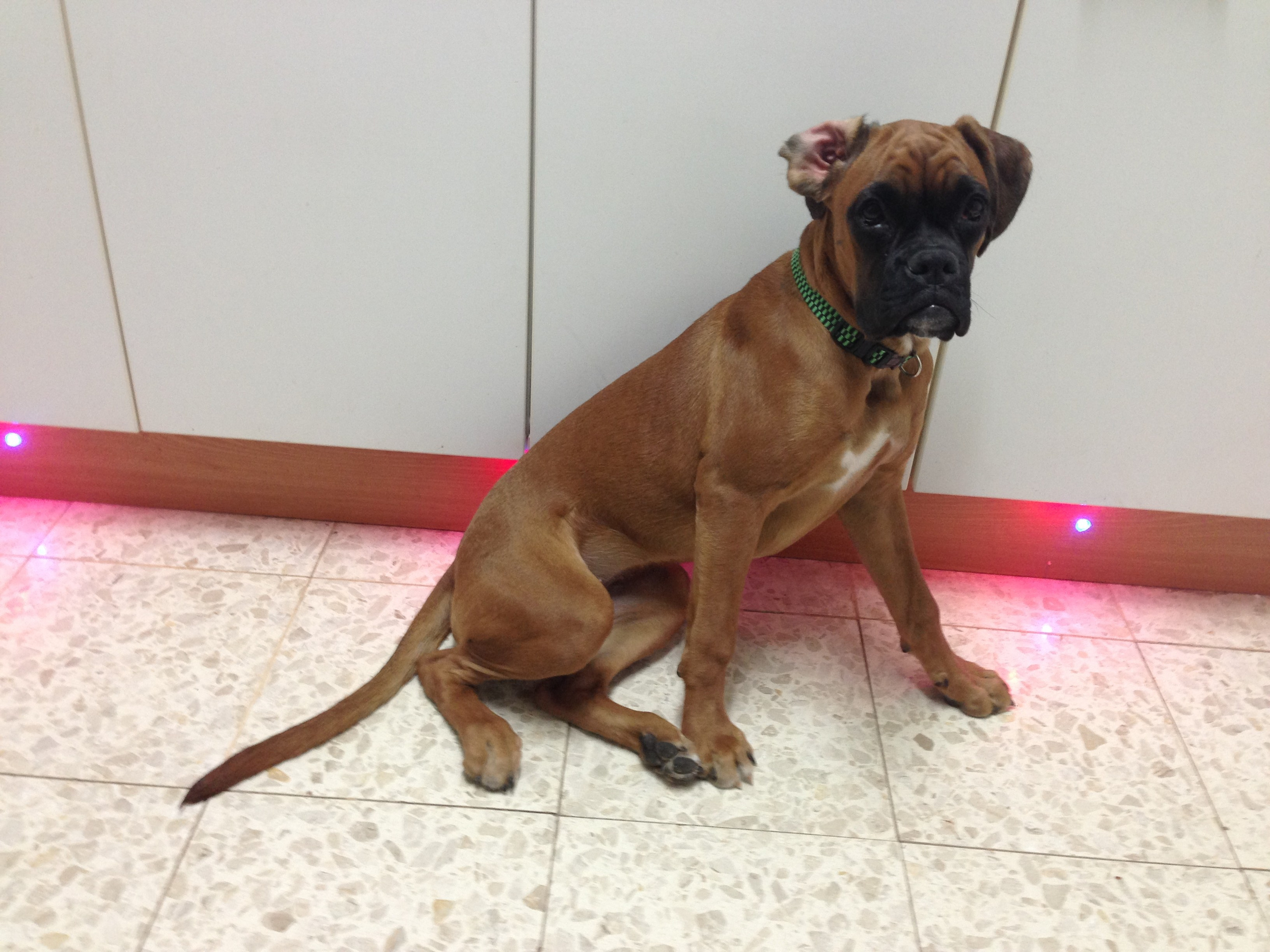 My ״Star״ Boxer Dog