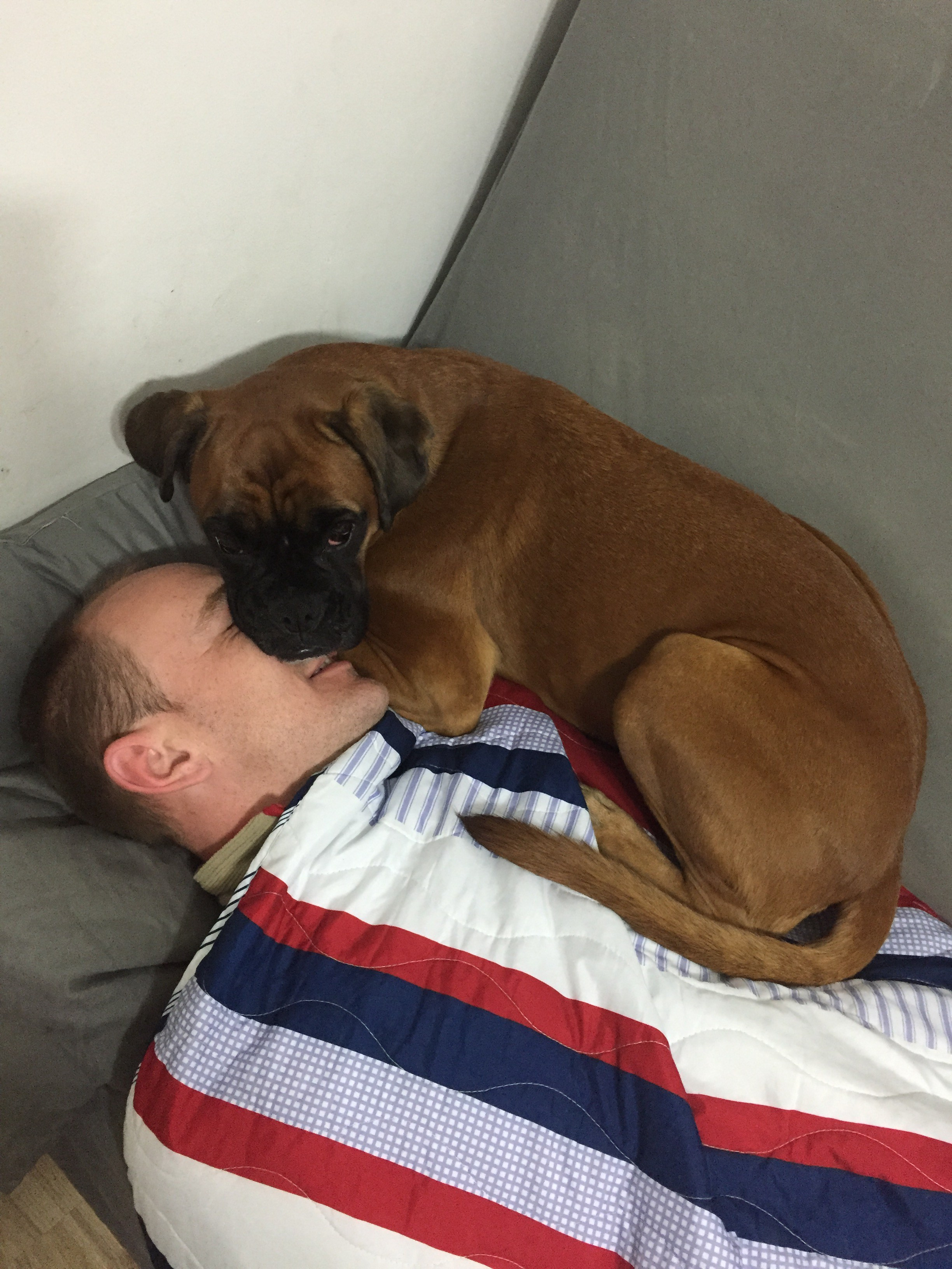 My ״Star״ Boxer Dog