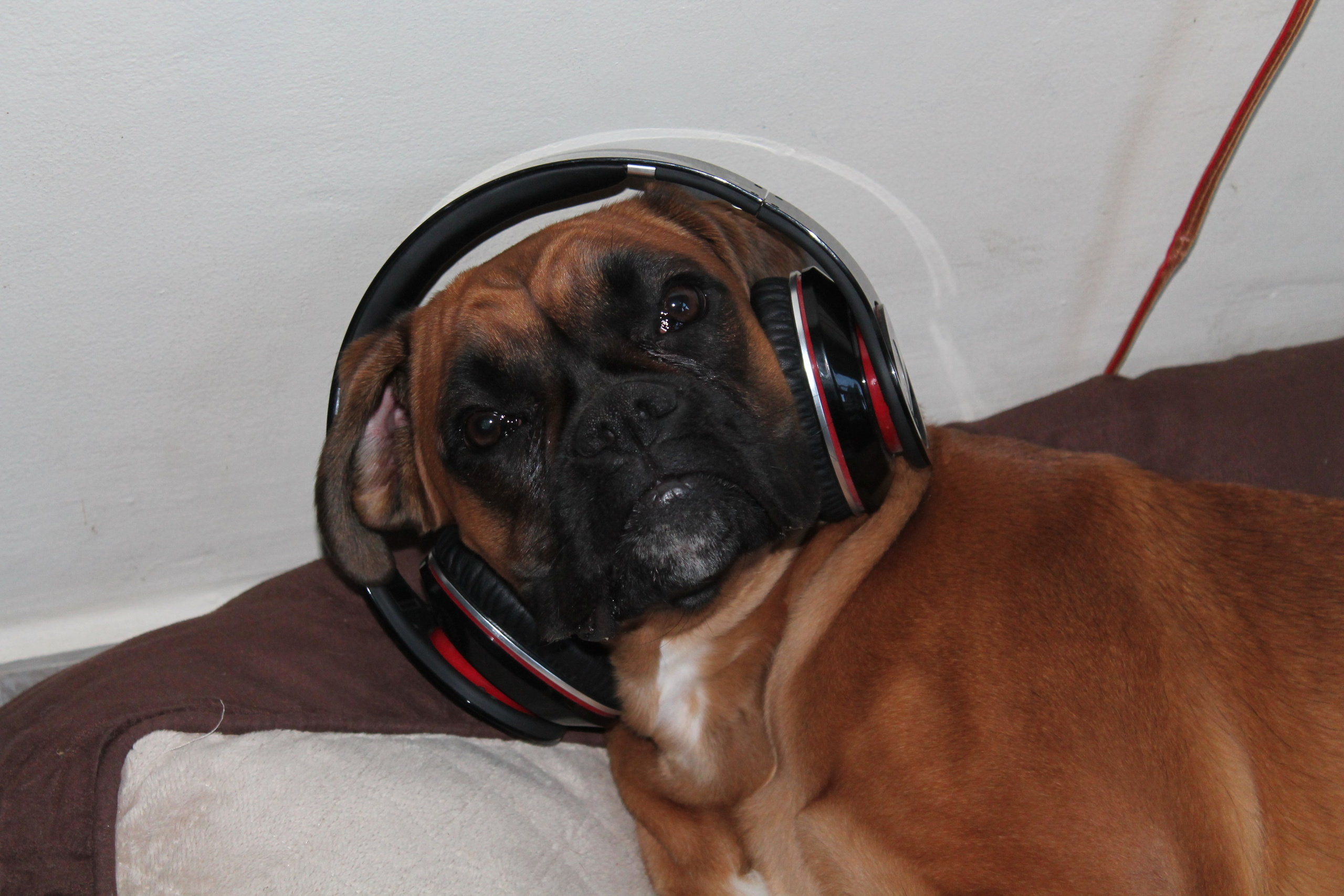 My ״Star״ Boxer Dog