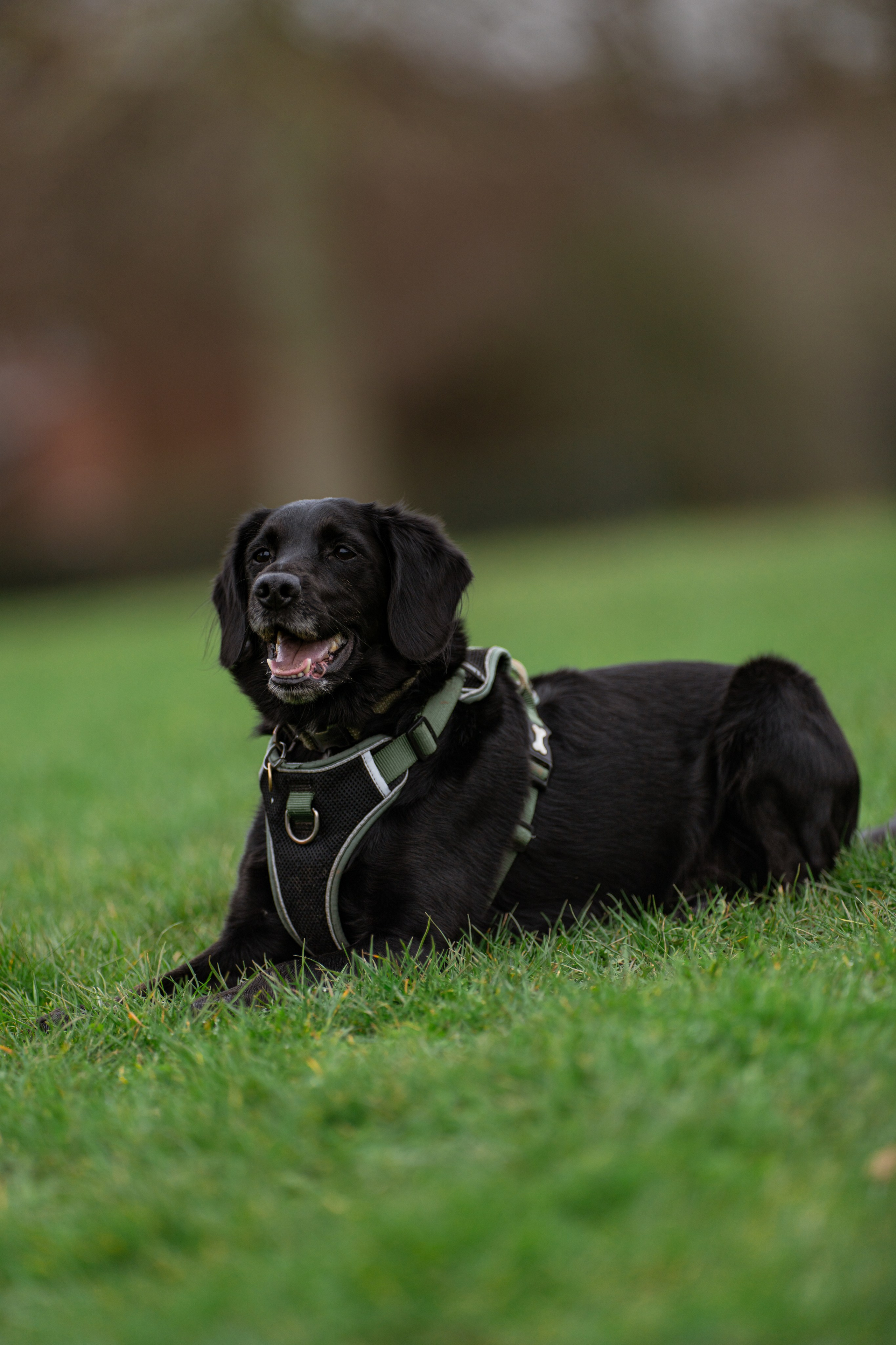 Canine. Leicestershire Equine Photography by El | Authentic Equine Portraits & Events