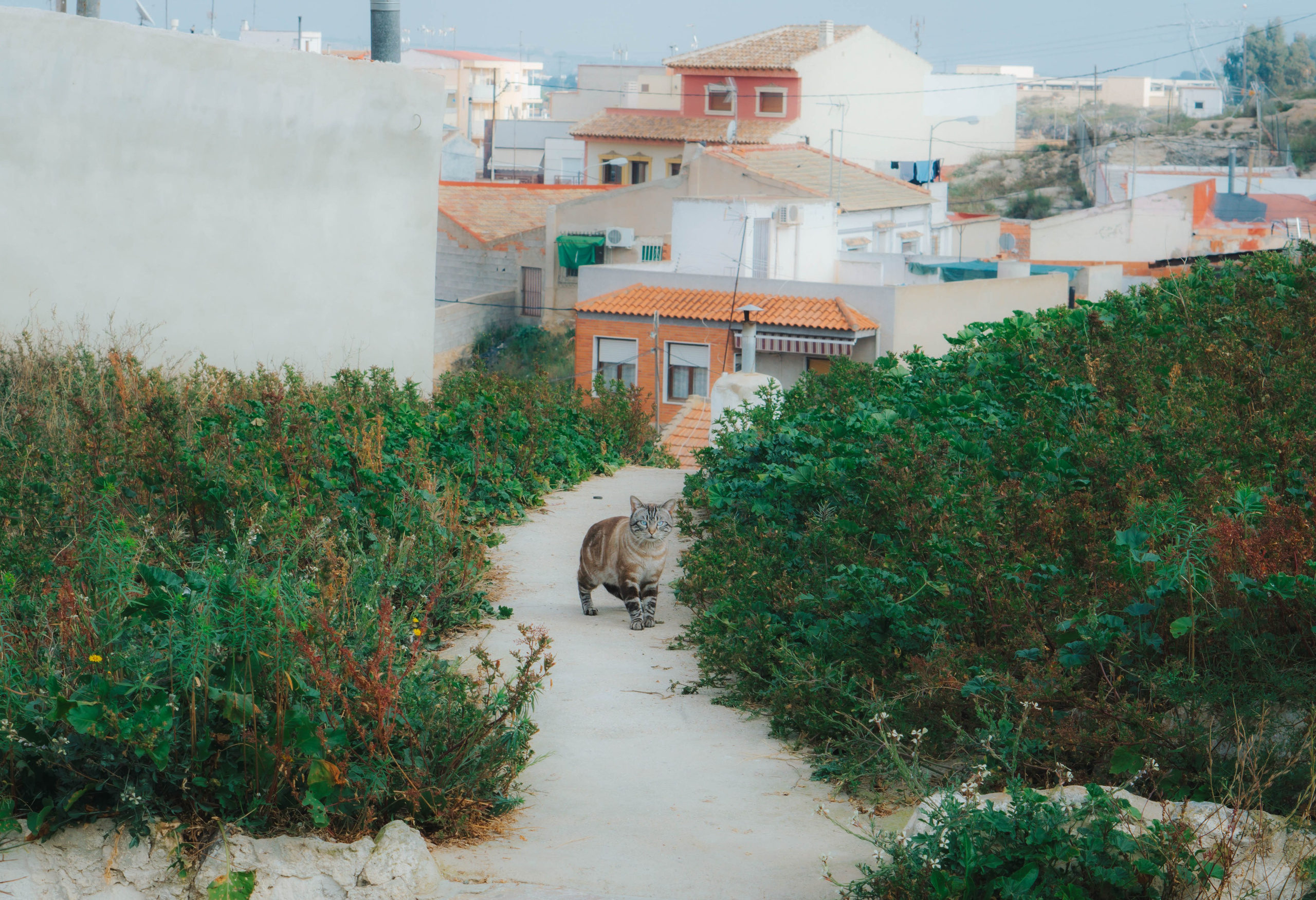 Rojales. Alba del Norte Studio