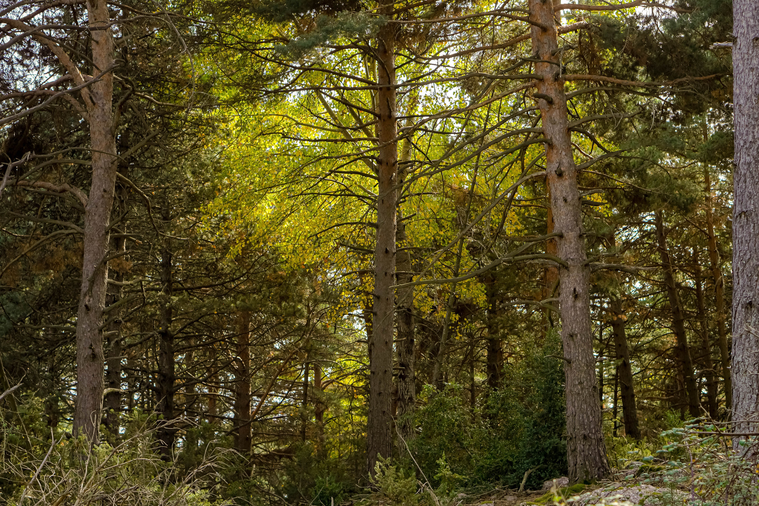 Vall Fosca en otoño. Alba del Norte Studio