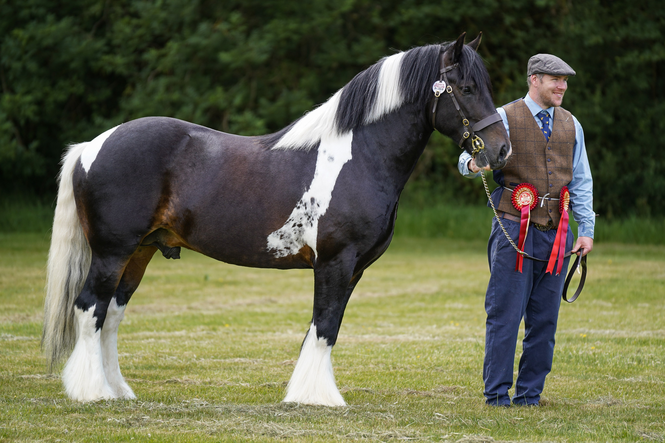 Showing. Leicestershire Equine Photography by El | Authentic Equine Portraits & Events