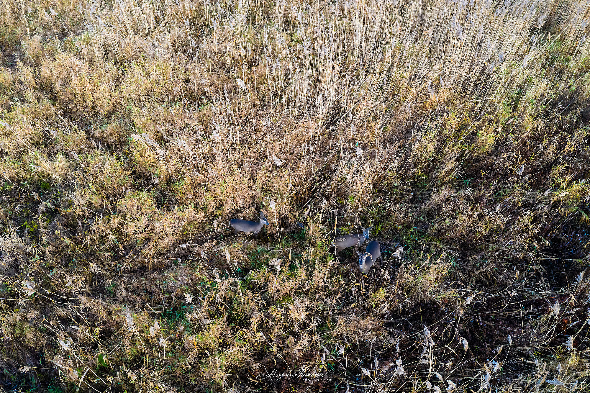 Animals. Животные. Aleksandr Abrosimov Photography